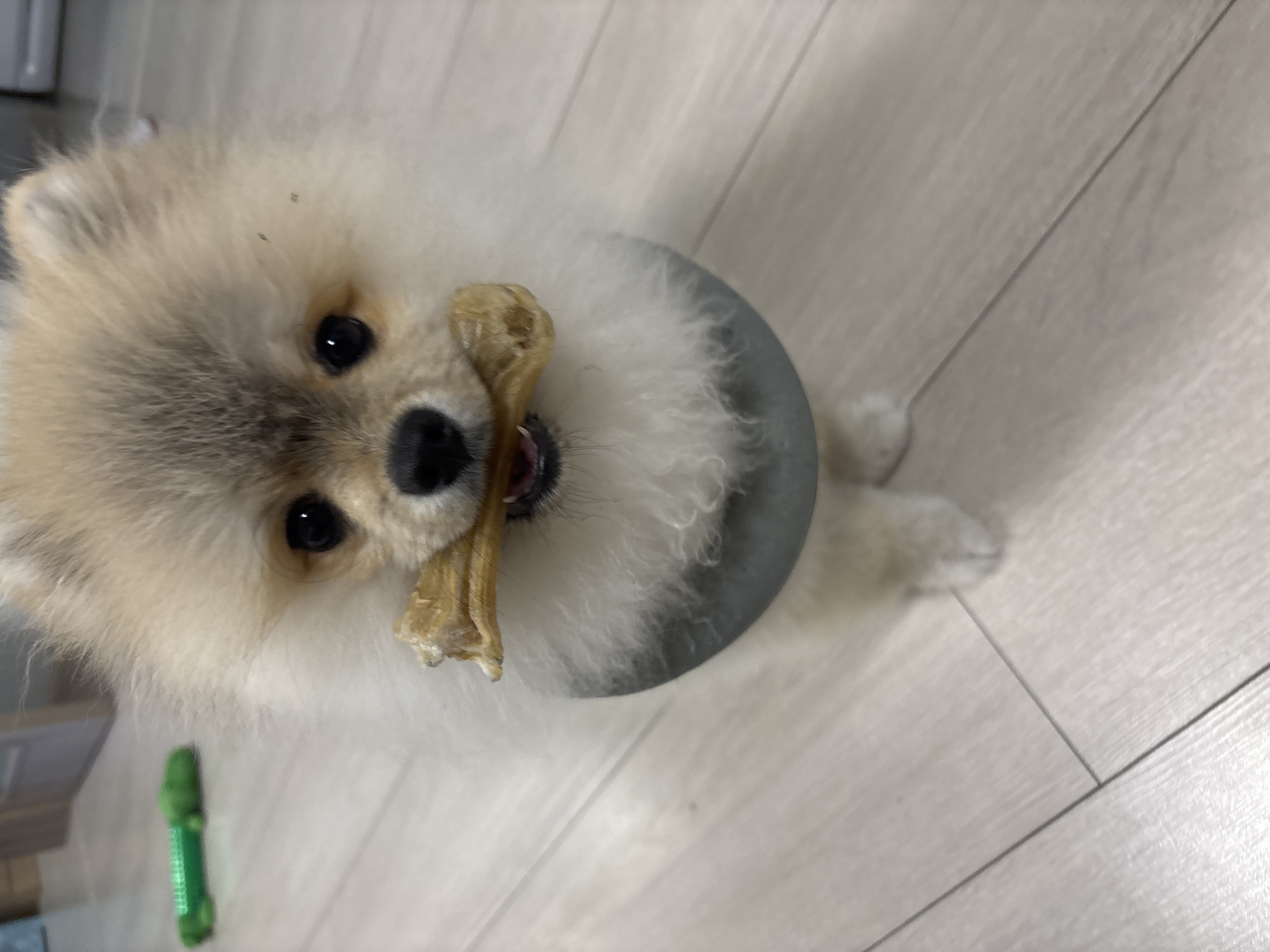 A close-up, high-angle shot depicts a small, fluffy, light-colored Pomeranian dog holding a tan-colored chew toy in its mouth. The dog is wearing a gray, rigid neck collar. The background consists of a light-colored wood-grain floor. A partially visible green object is in the lower left corner. The location cannot be determined to be in Plovdiv, Bulgaria.