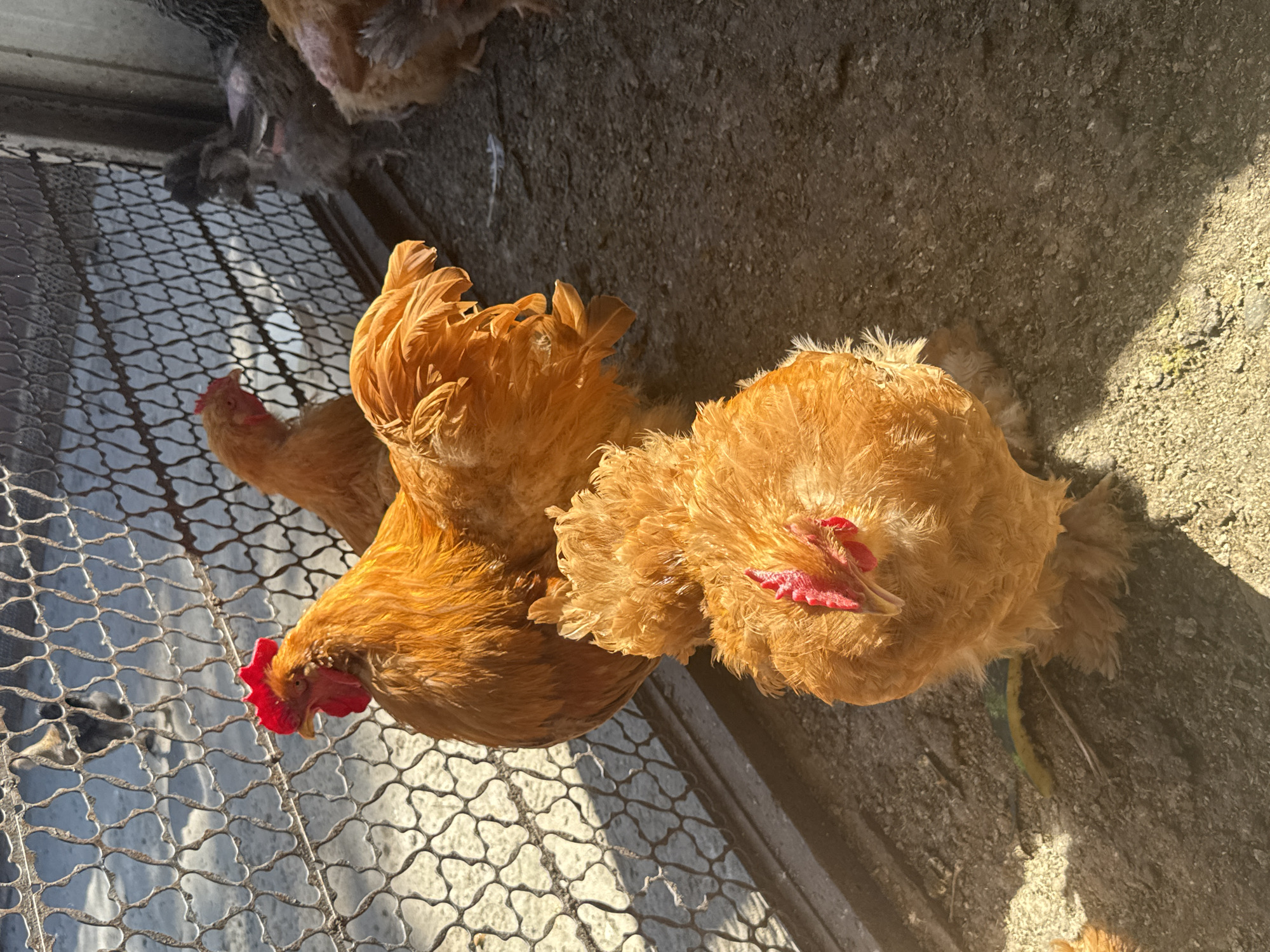 In Fastovetskaya, Russia, a scene unfolds in what appears to be an outdoor enclosure, possibly a coop, with a wire fence in the background. The ground is composed of dirt and gravel, with a patch of sunlit earth on the left and shadow on the right. Several chickens are present, the most prominent being two large, fluffy, orange-colored chickens in the foreground. The chicken on the left is partially obscured, while the one in the center is facing the camera, revealing its red comb and wattles. Behind these, another orange chicken is visible, its head turned away. Further back, several other chickens, including some with gray and black feathers, are gathered near the fence. The overall impression is of a typical farmyard scene, with the chickens going about their day in the sunlight.