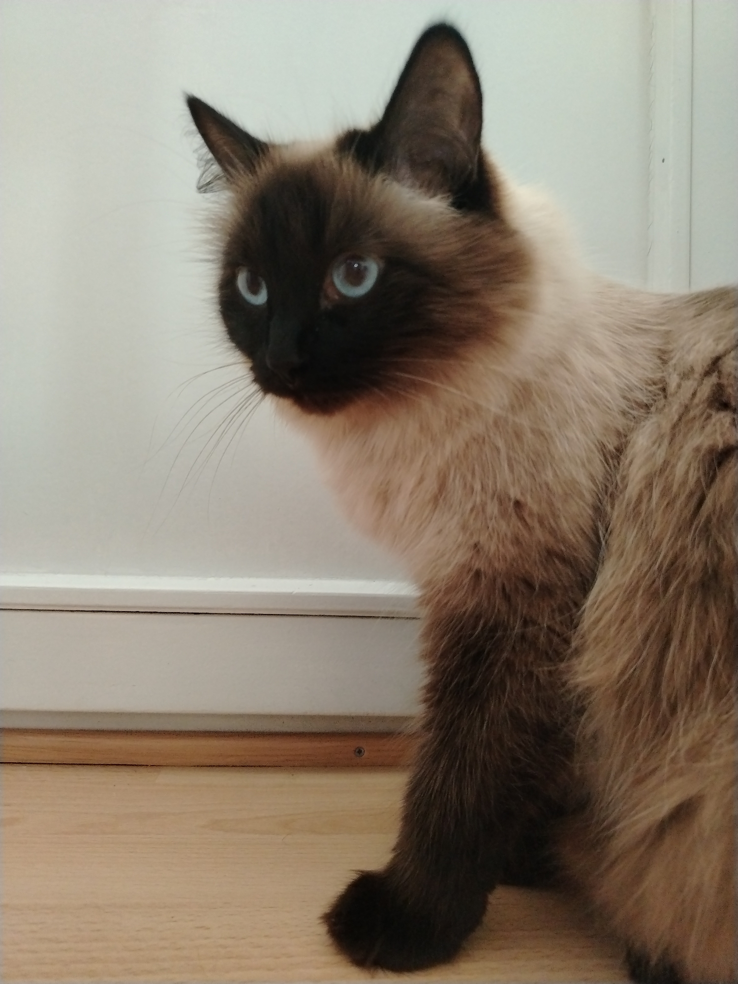A medium, long-haired Siamese cat with blue eyes and dark brown markings on its face, ears, legs, and tail stands on a light-colored wood floor against a white wall with a baseboard. The cat is looking to the left of the frame. The location in Chaikovsky, Russia is undetermined.