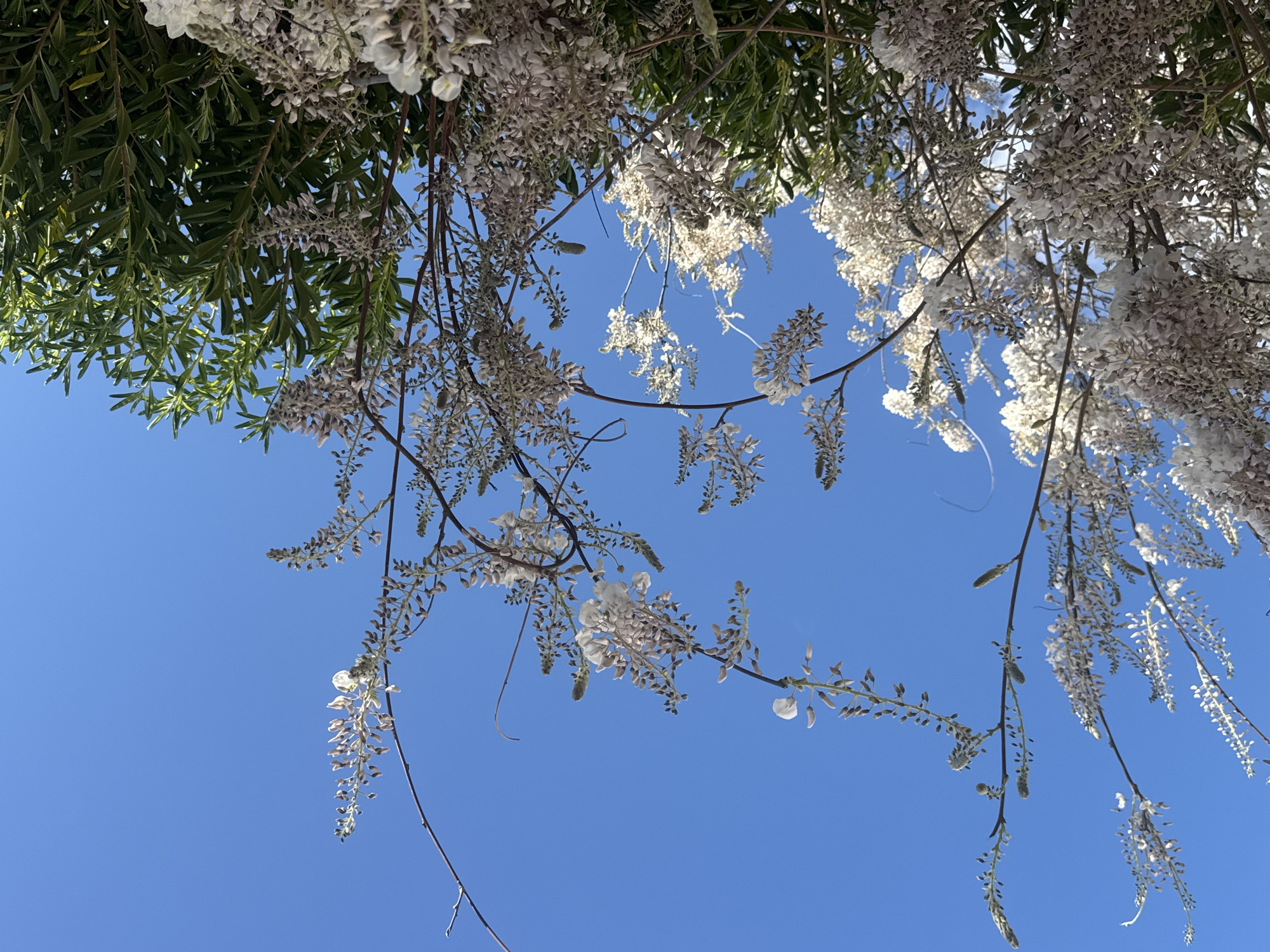 The image depicts a view of white wisteria blossoms and green leaves against a clear, bright blue sky. The blossoms hang down from above. The location is inferred to be Šušanj, Montenegro. No people, specific objects beyond the flowers and leaves, or interactions are visible. The scene is primarily focused on the botanical elements set against the backdrop of the sky.