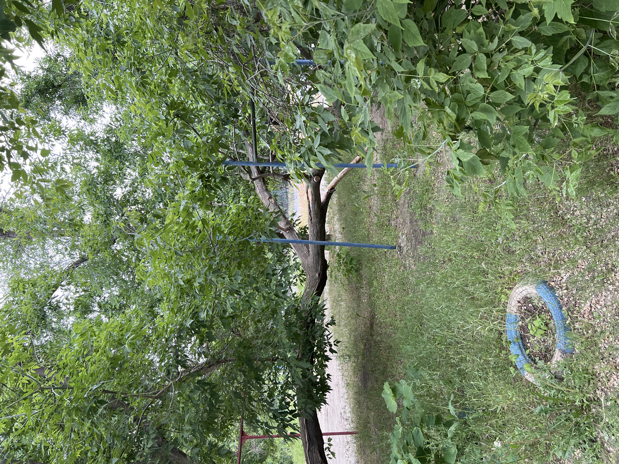 The image shows a verdant outdoor scene. A large tree with dense green foliage dominates the left side of the frame. A blue-painted metal structure, possibly a playground fixture, is visible amidst the tree branches. The ground is covered with grass and weeds, with a narrow path running through the center. A blue and white painted tire lies on its side in the grass on the right. The location appears to be a park or similar green space, possibly located in an urban area. The sky is overcast. There are no people visible in the image.