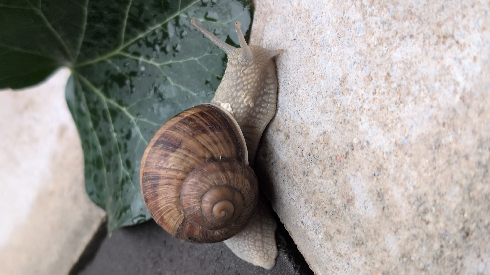 A snail is slowly moving across a textured surface, with a large green leaf visible in the background. The snail's shell is spiraled and brown, while its body is pale and textured. The surface appears to be made of stone or concrete. The image is taken from a slightly elevated angle, focusing on the snail. There is no information about the city of Izmail, Ukraine in this image.