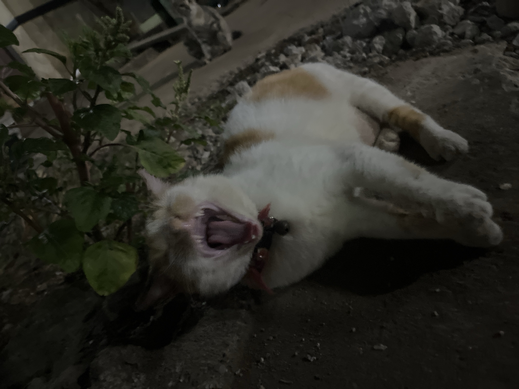 A domestic shorthair cat is lying on its side on a dark, rocky surface, with its mouth wide open in a yawn or stretch. The cat has white fur with patches of orange and brown. It is wearing a red collar with a small bell. Green foliage is visible behind the cat. Another cat is faintly visible in the background on the right. The scene appears to be outdoors, possibly in an alley or garden, at night. The location is Karangrandu, Indonesia.