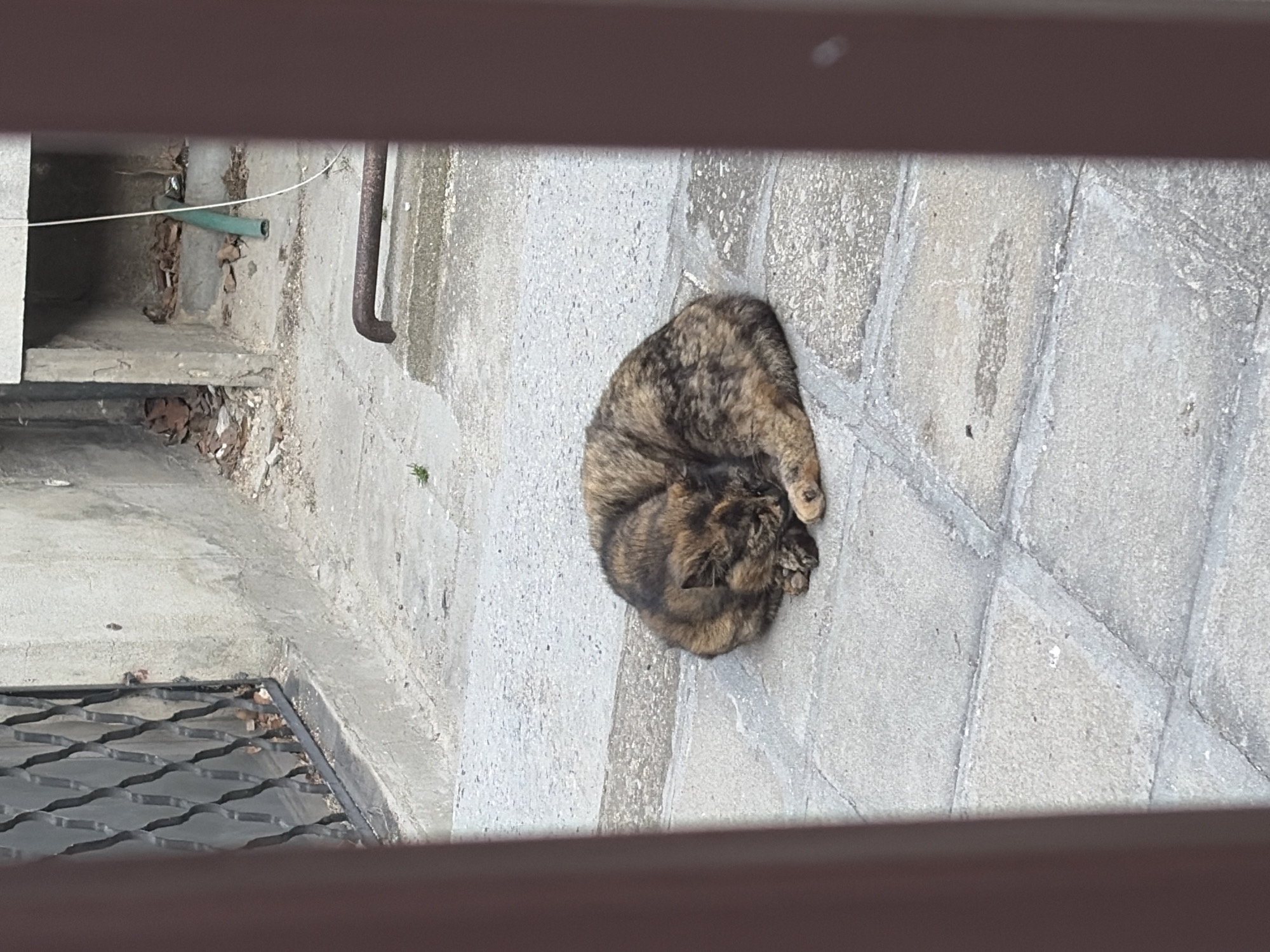 A tortoiseshell cat is curled up asleep on a concrete patio. The patio is made of concrete pavers. The camera is angled downwards, looking through the bars of an unseen fence. To the left of the cat is a small garden space with some plants and leaves. A green hose is visible in the background. The location is Unknown, Unknown.