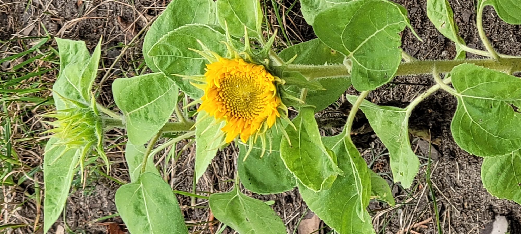 A partially opened yellow sunflower is visible in the foreground of the image, with its petals beginning to unfurl from the center. The sunflower is surrounded by large, green leaves and a fuzzy stem. Behind the sunflower, another, unbloomed sunflower bud is tightly closed, its green sepals forming a spiky head. The ground around the plants is composed of dark soil, scattered with dry grass and twigs, suggesting an outdoor setting. The overall scene appears to be a garden or natural area. The image lacks any discernible city landmarks or specific identifiers that would pinpoint its location within Riga, Latvia.
