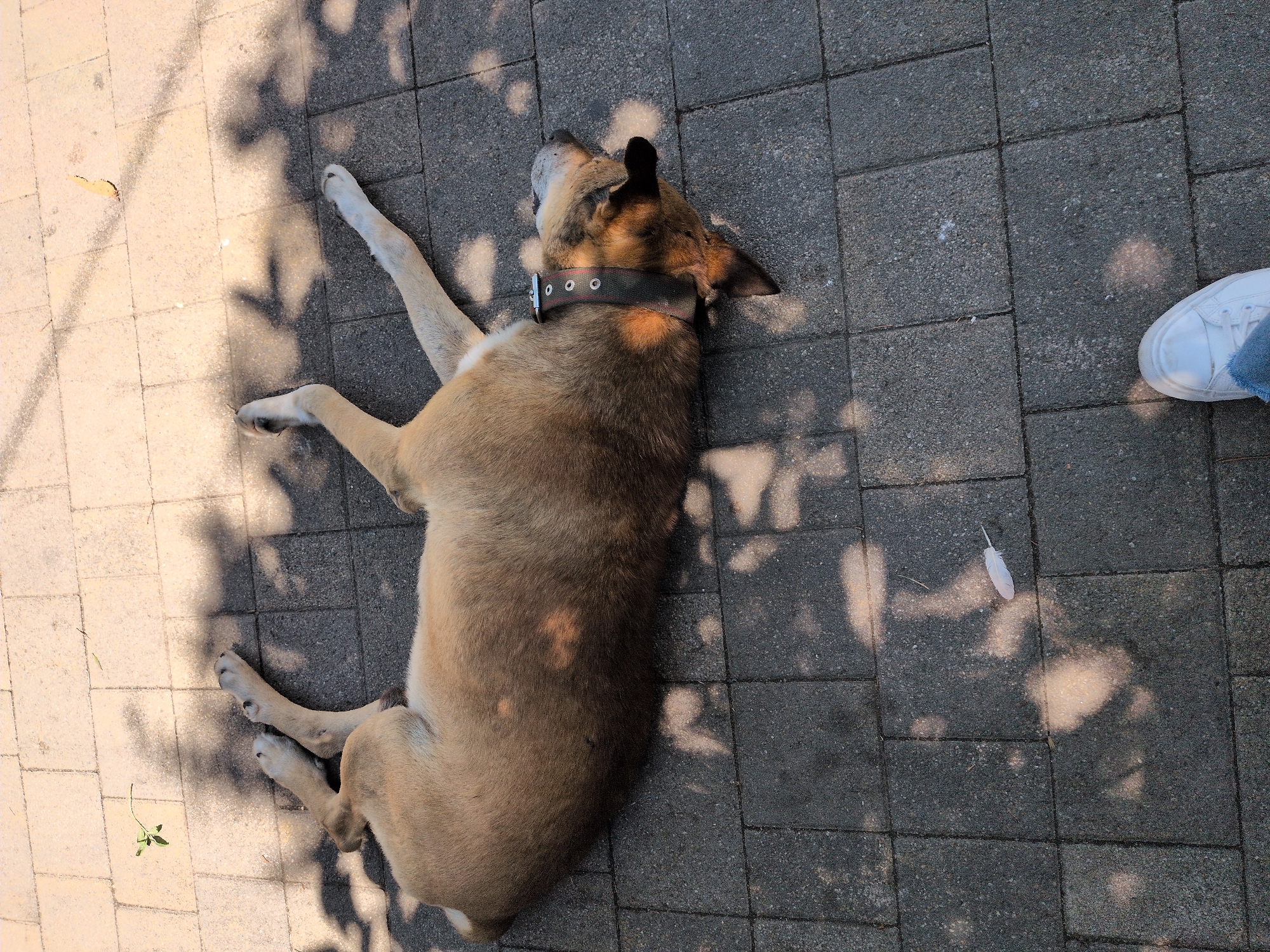A light brown and tan dog is lying on its side on a paved outdoor surface, with its legs outstretched. The dog is wearing a dark collar with silver grommets. Shadows of leaves and branches are cast across the surface. A single white feather lies on the ground to the left of the dog. A person's foot wearing a white sneaker and blue jeans is visible in the bottom right corner of the image. The scene is likely outdoors, possibly in a park or courtyard in Sochi, Russia, given the paved surface and dappled sunlight indicative of a tree canopy.