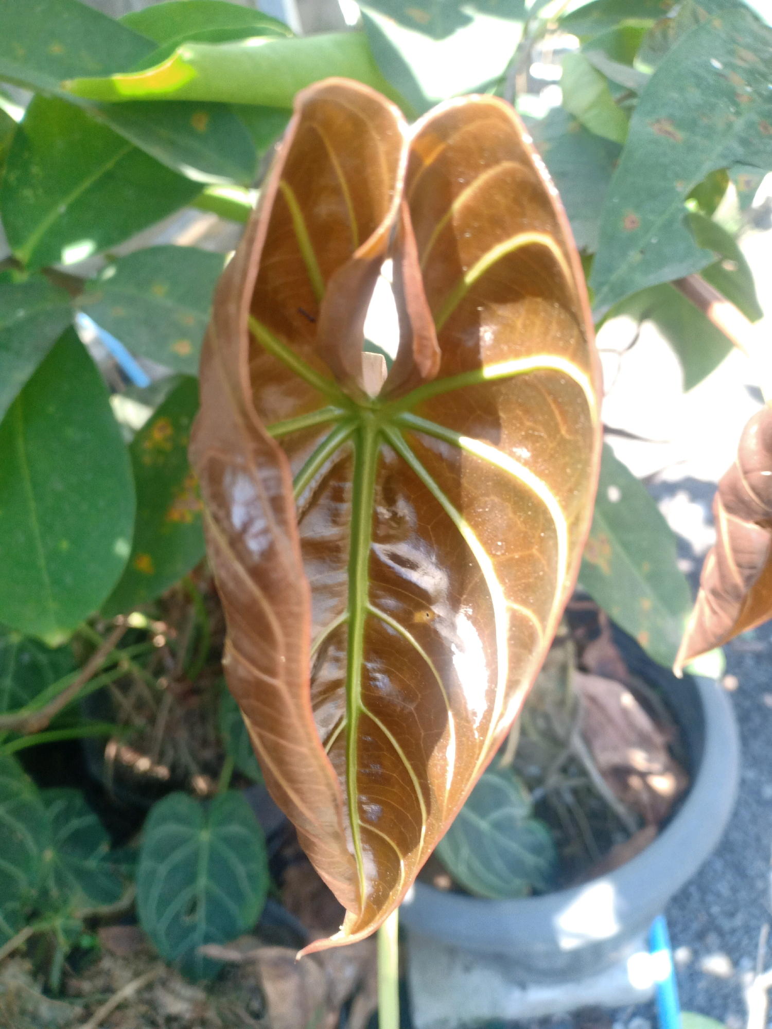 This is a close-up, eye-level outdoor photograph of a plant with brown and green leaves. The focus is on a single, large, brown, heart-shaped leaf with prominent green veins. The leaf is curled, showing its underside, and appears to be either a new growth or drying. The background consists of other green leaves, some of which have small brown spots, and a gray plant pot containing soil and dried leaves. Sunlight illuminates the scene, creating highlights on the brown leaf. The setting appears to be a garden or yard in Lumajang, Indonesia, evidenced by the tropical foliage and common outdoor plant pot. There are no people or animals visible in the frame.