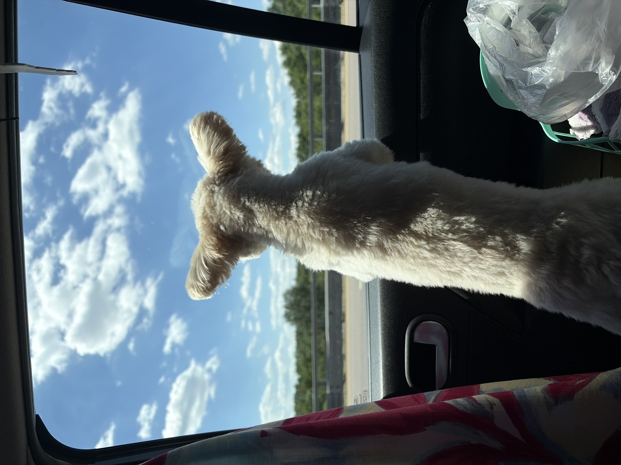 A light-colored dog, likely a Poodle mix, is leaning out of a car window, with its body partially visible. The dog's back and head are covered in fluffy, cream-colored fur. Its ears are floppy and pointed upwards. The dog is looking out at a bright blue sky filled with fluffy white clouds. Outside the car window, a line of green trees is visible against the sky, suggesting a rural or suburban setting. The car appears to be in motion, with a highway guardrail visible in the distance. The sun is shining brightly, casting a warm glow on the dog's fur. A colorful fabric, possibly a blanket or seat cover, is visible in the foreground of the image, adding a touch of warmth and texture. The overall mood of the image is peaceful and adventurous, capturing a moment of a dog enjoying a scenic car ride on a sunny day. The image appears to have been taken in Voronezh, Russia, though no specific landmarks are identifiable. The time of day is likely midday or early afternoon, given the bright sunlight.