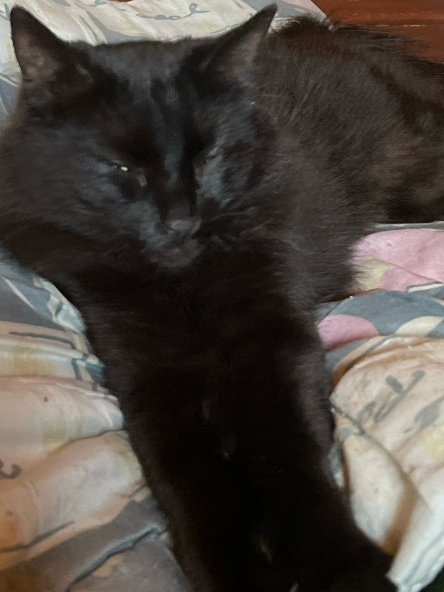 A black cat is lying on a patterned blanket, with its body stretched out. The cat's eyes are partially closed, and its fur appears thick and slightly ruffled. The blanket has a mix of colors, including pink, gray, and white, with abstract patterns. The scene is indoors, likely on a bed or couch. There is no information to suggest this image is located in Chernorech'e, Russia.