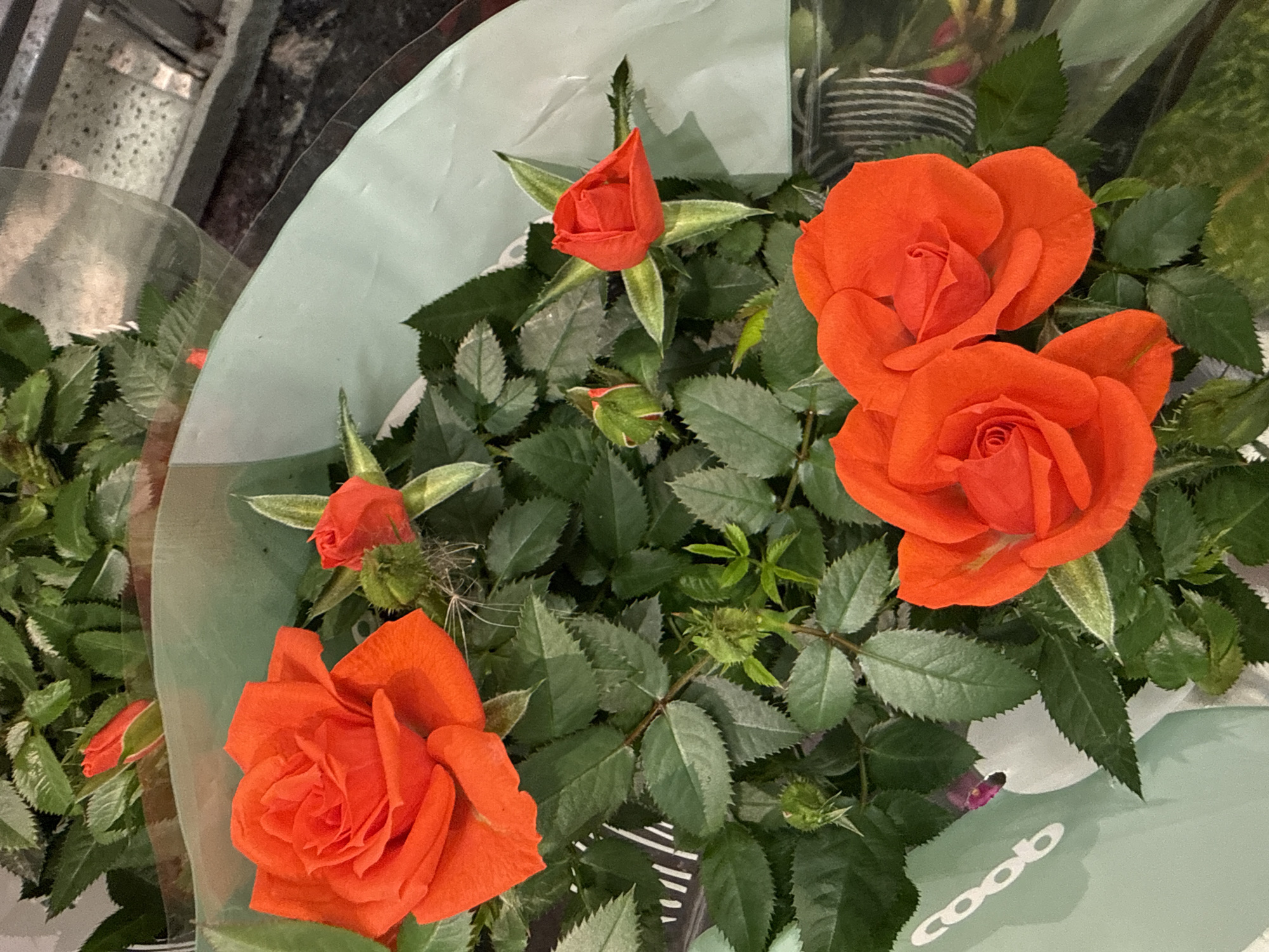 A close-up, overhead shot displays a bouquet of vibrant orange roses, some fully bloomed and others in bud. The roses are nestled amongst dark green foliage, with several sharp thorns visible on the stems. The bouquet is partially wrapped in pale green paper, with some clear cellophane overlaying the top. A white circular logo with the word "coop" is visible on the green paper wrapping on the left side of the image. The background is dark and blurred, suggesting an indoor setting, possibly a flower shop or a private residence. No people are present in the image. The scene appears to be staged for display or gifting purposes. There is no indication that this scene is located in Tallinn, Estonia.