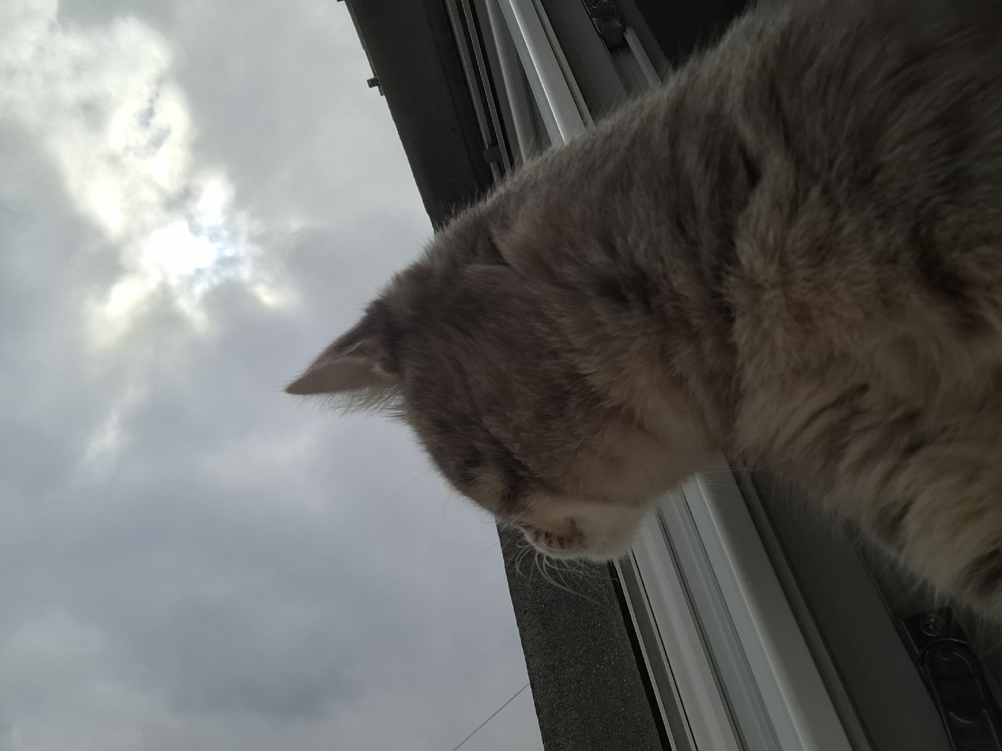 A low-angle shot depicts the head and upper torso of a grey tabby cat looking down, possibly from a window or ledge. The background includes a cloudy sky with a bright spot suggesting the sun, visible through the clouds. The cat's ear is visible in the upper left, along with window frame components. Based on the window components and surroundings, the location is possibly Novi Sad, Serbia.