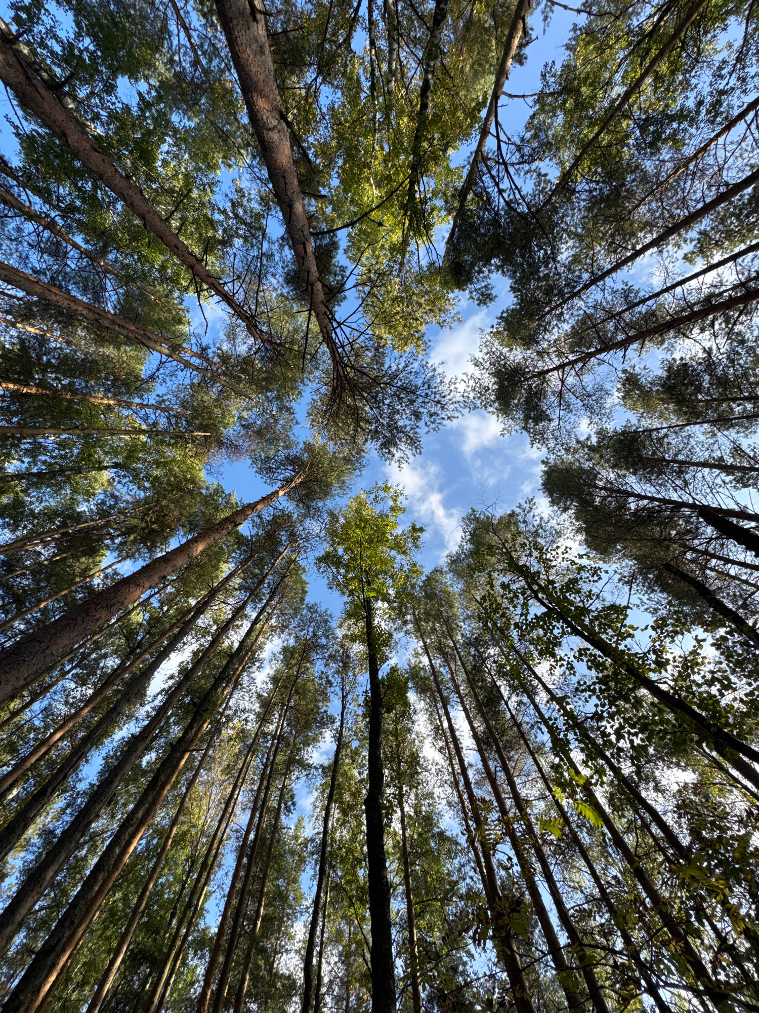 A low-angle shot looks up through a dense forest of tall pine trees towards a bright blue sky with scattered white clouds. The tree trunks are thick and textured, with rough bark, and they stretch upwards at various angles. Sunlight filters through the canopy, creating dappled patterns on the leaves and branches. The scene appears to be located in the pine forests of Sestroretsk, Russia, a resort town known for its natural beauty and recreational areas, likely captured during daylight hours. No people or animals are visible in the image.