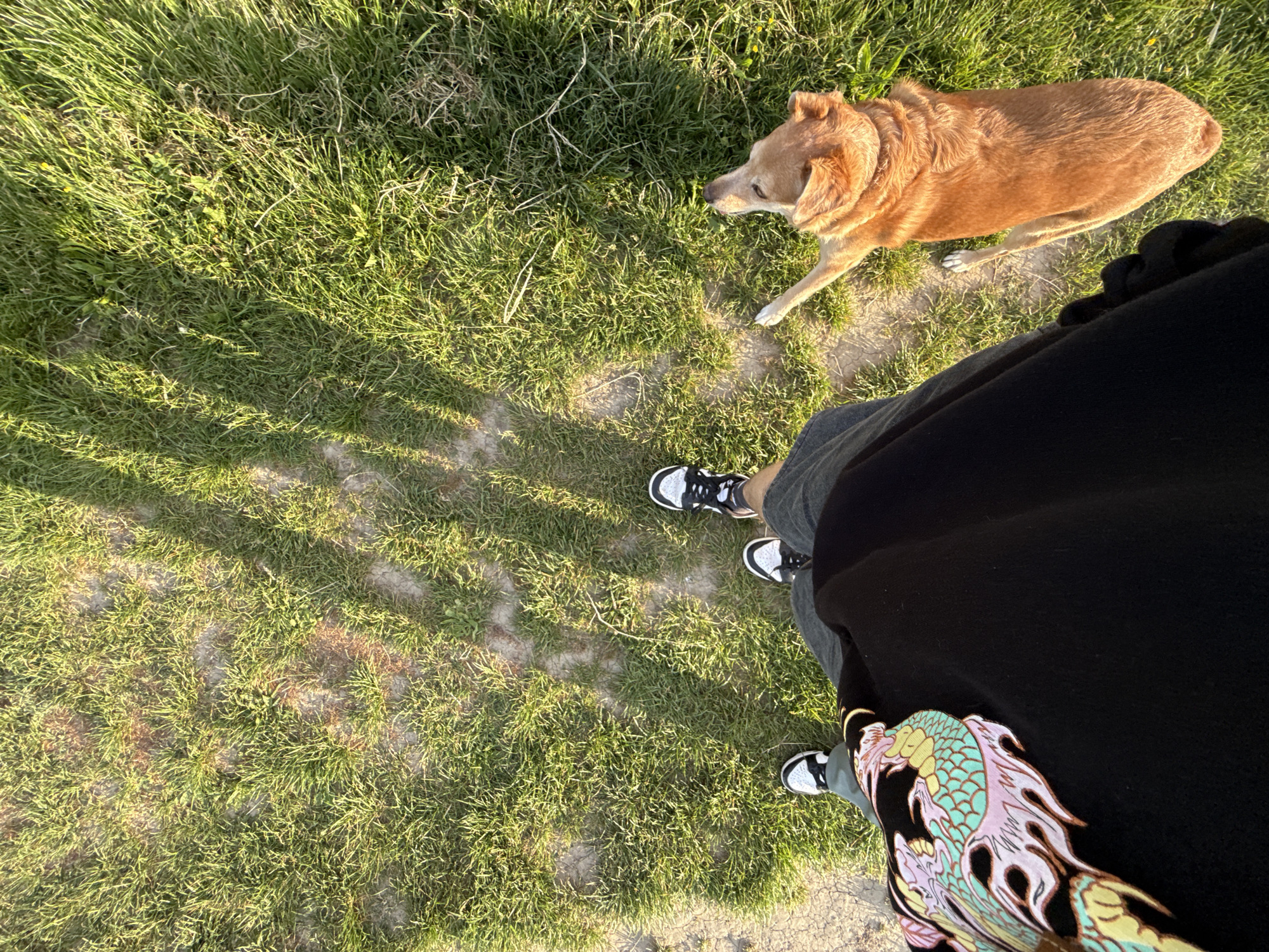 A high-angle shot shows a grassy area, a brown dog, and a person wearing sneakers and a black outfit. The grass appears well-maintained with a mix of green and some dried patches. The brown dog is facing away from the camera, and the person's feet, legs, and part of their black outfit are visible in the lower right portion of the frame. A colorful dragon design is on the outfit. The photograph appears to be taken outdoors in natural lighting, and shadows are cast across the grass. The image suggests an outdoor, potentially urban, setting. It is impossible to prove the location is Zagreb without additional evidence.
