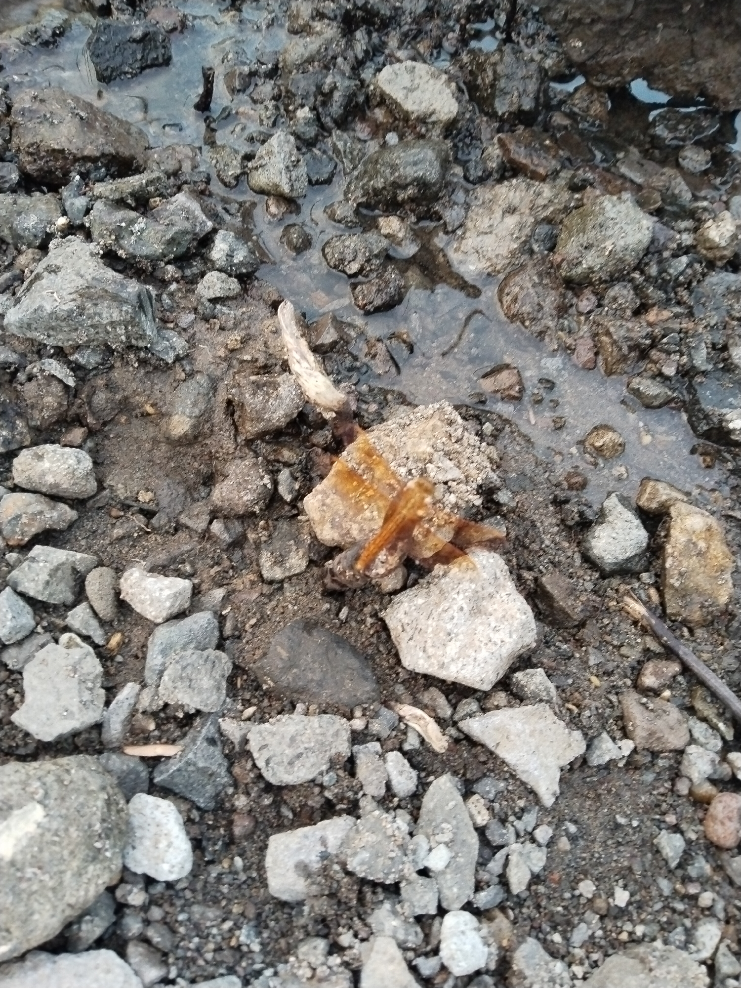 The image shows a patch of ground covered in rocks and mud, with stagnant water pooled in several areas. In the center of the image is a small rock with what appears to be dried organic material, possibly decaying plant matter. A small twig is visible on the right side of the image. The rocks are various shades of gray and black. The location is purportedly in Ganten, Indonesia.