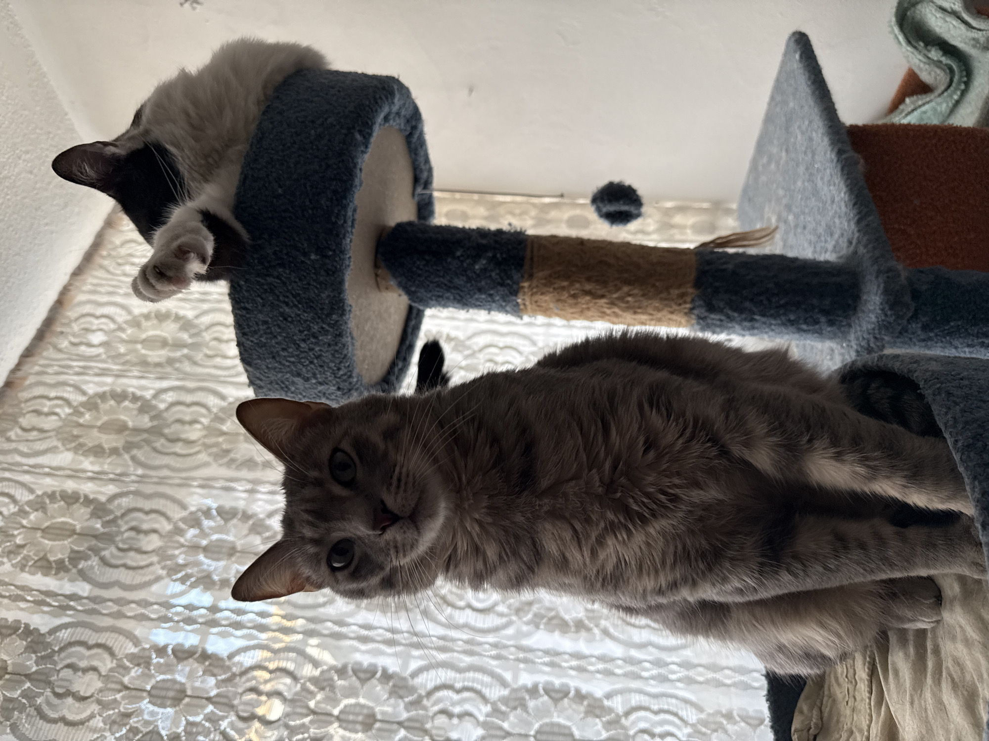 A low-angle shot depicts two cats on a cat tree. The lower cat is gray and looking directly at the camera. The upper cat is black and white and resting on the top of one of the tiers of the cat tree. The background is a window with white lace curtains. The location in Puebla, Mexico is not discernible from the image.