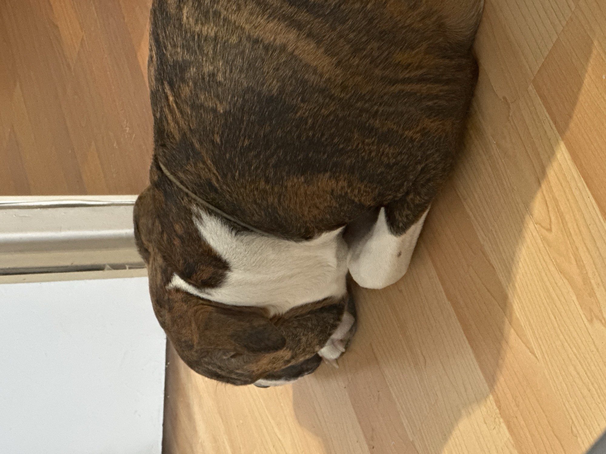 A brindle and white Bulldog, with a brown and white head and body, is lying on a light wood floor indoors. A white wall is partially visible in the background. The location is not specified.