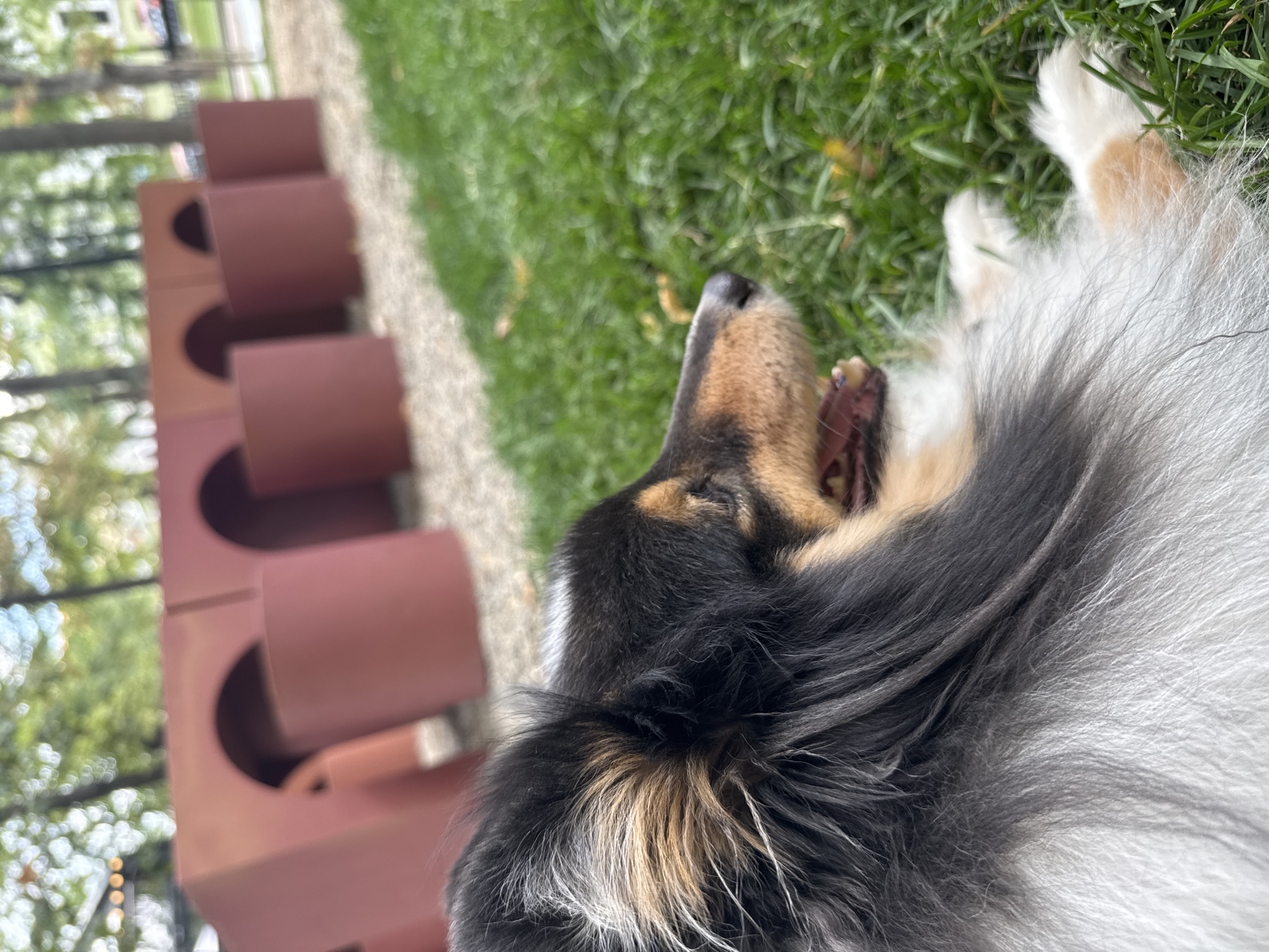 A fluffy, tri-colored dog is lying on bright green grass in the foreground, facing right with its mouth open. In the background, a series of reddish-brown, curved structures are visible, resembling tunnels or play areas. The environment appears to be an outdoor public space, possibly a park or a dog-friendly zone. The lighting suggests daytime. The specific location within Moscow, Russia cannot be determined from the provided image.