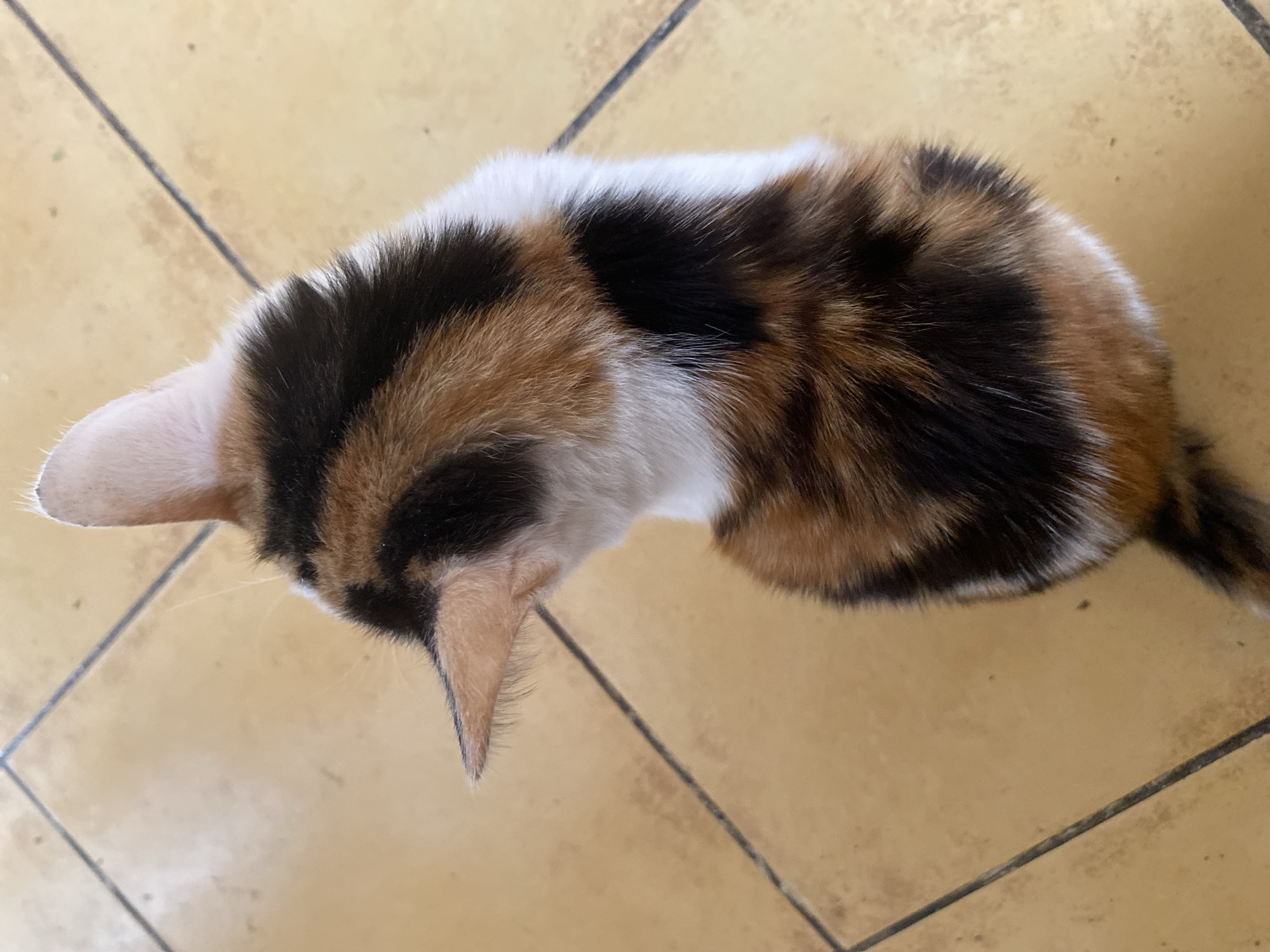 A calico kitten is viewed from above, sitting on a tiled floor. The kitten's fur is a mix of black, white, and orange. The floor is tiled with light brown squares separated by dark grout lines. The kitten's head is turned to the left, with its pointed ears clearly visible. The environment is indoors, likely a home, in Zelenodol'sk, Russia.