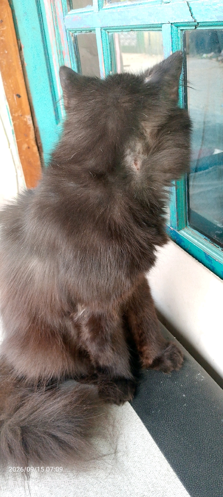 A black cat with long fur is sitting on a dark surface next to a teal-colored window frame. The cat is facing away from the camera, looking out the window. There is a small wound or scab on the cat's neck. The window frame appears to be part of an older building with visible wood elements. The date and time stamp "2026/09/15 07:09" is present in the lower left corner of the image. The location is specified as Serang, Indonesia.