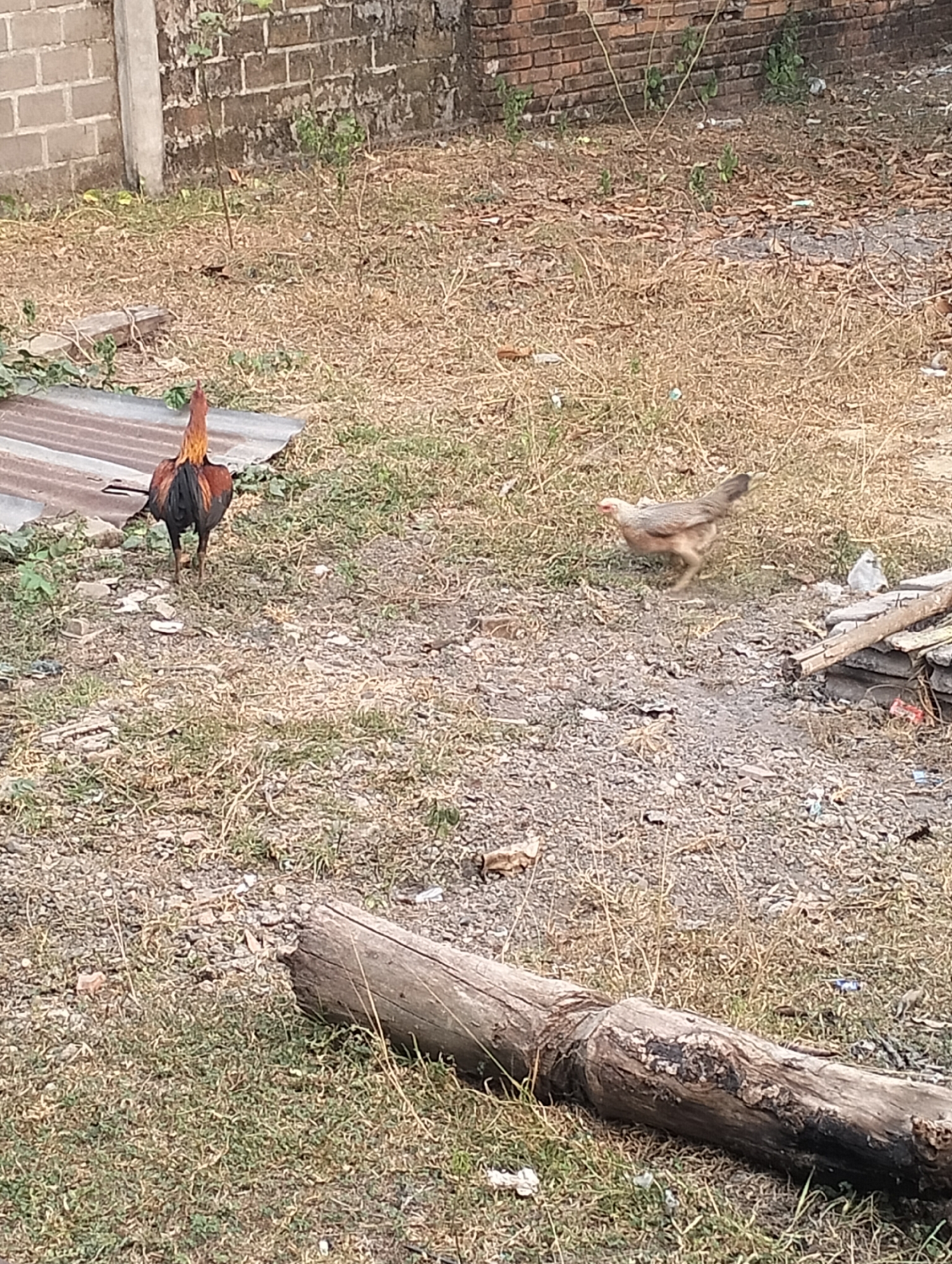 A rooster stands on dry grass and dirt, facing away from the camera, its tail feathers are black and orange. Further into the background, a hen with light brown plumage is walking to the right. The environment is rural, with a brick wall and a corrugated metal roof visible in the distance. A fallen tree trunk lies on the ground in the foreground. The image appears to be taken in a residential area in Tanjung Laut, Indonesia.