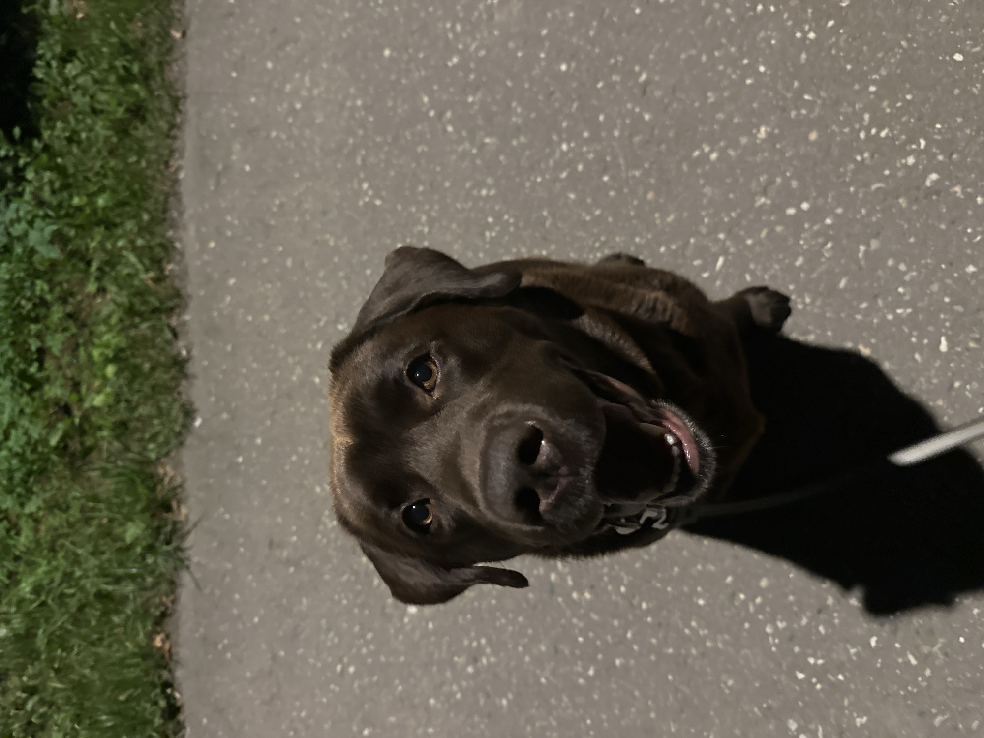 A dark brown Labrador Retriever dog looks up at the camera from a seated position on a textured grey pavement. The dog's mouth is slightly open, revealing its teeth and pink tongue, giving it a panting or happy expression. The dog's eyes are wide and looking directly at the viewer. To the left of the pavement is a strip of green grass. The lighting suggests it is either dusk or nighttime, possibly illuminated by artificial light. A thin black leash is visible attached to the dog's collar and extends out of frame to the right, casting a long shadow on the pavement. No people are visible in the image.