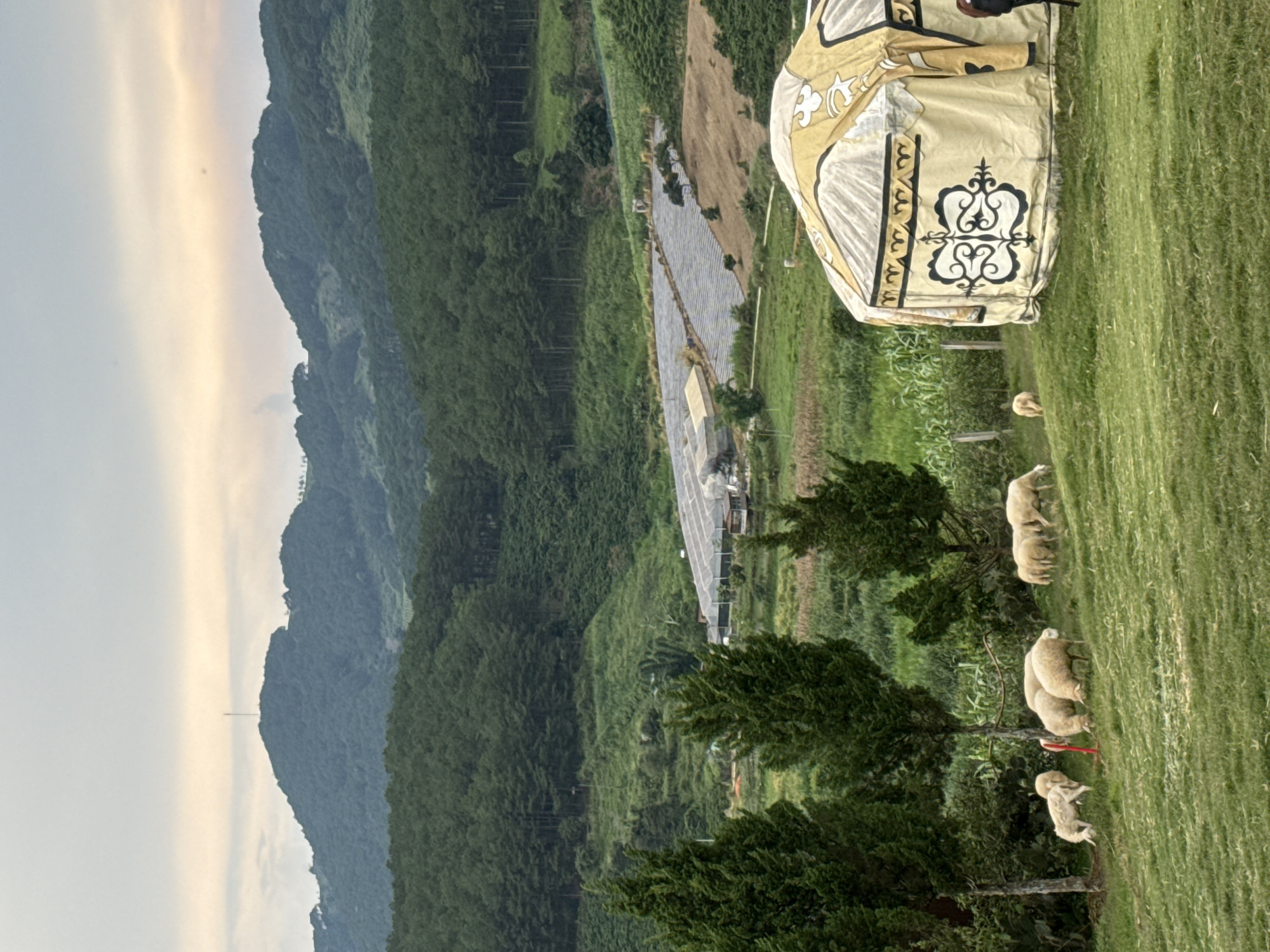 This image depicts a pastoral scene with a yurt in the foreground, situated on a grassy hillside. Several sheep are scattered across the field, grazing. Behind the sheep, trees stand tall, and further in the distance, a sprawling greenhouse complex is visible, bordered by agricultural fields. The landscape rises into rolling hills covered in dense forest, with a clear sky overhead, suggesting it is daytime. The location is identified as Thôn 5, Vietnam.