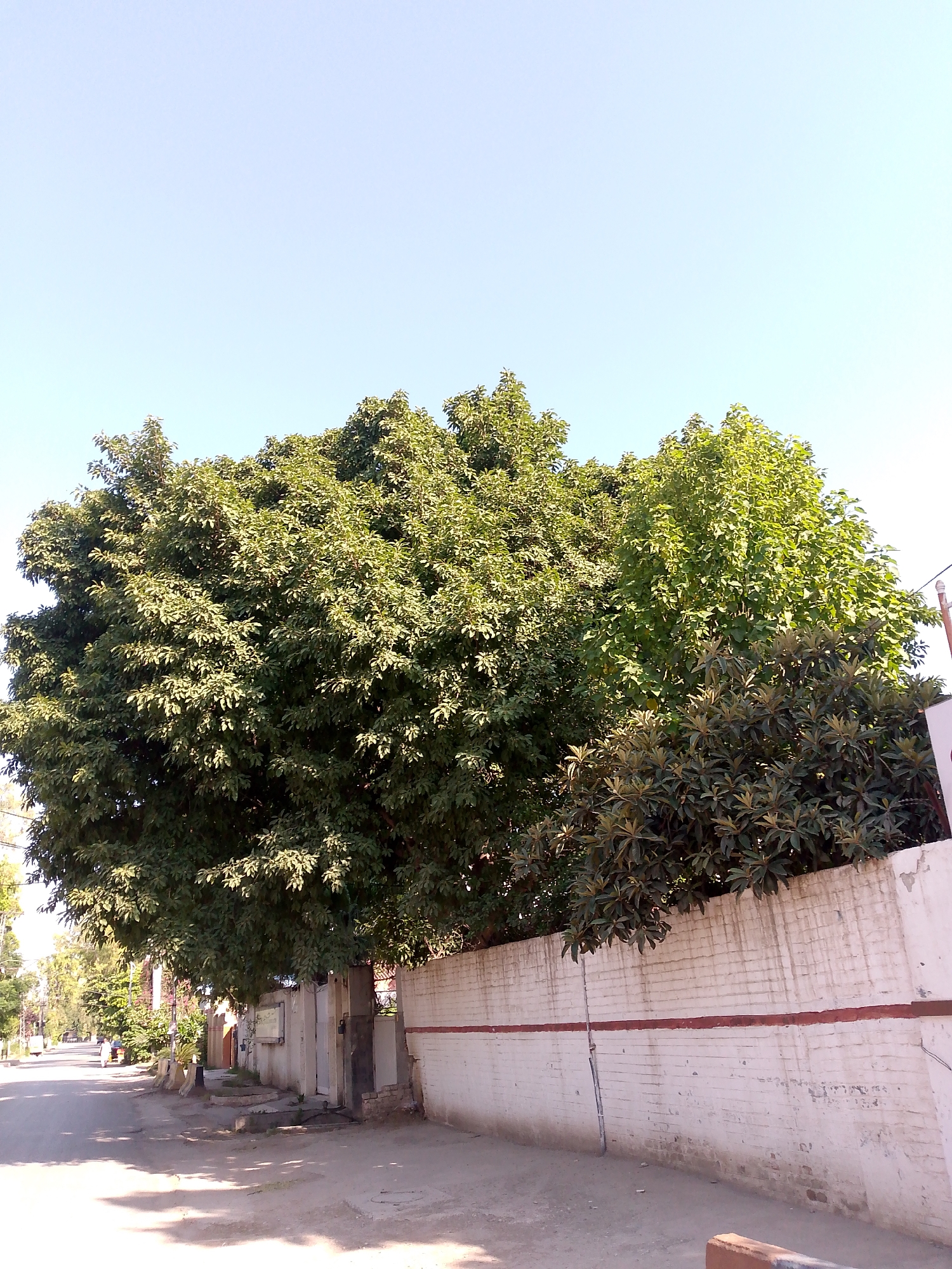 An outdoor, eye-level, full shot captures a street in Unknown, Unknown, on a clear, sunny day. Dominating the right side of the frame is a tall, white brick wall with a red horizontal stripe. Above the wall, lush green trees with dense foliage stretch across the mid-ground and upper portion of the image. To the left, a paved road curves into the distance, bordered by more trees and the beginnings of buildings. The road surface appears to be a mix of asphalt and dirt, with shadows cast by the trees. A few indistinct figures and a cart are visible further down the road on the left. A metal pole stands vertically in front of the brick wall.