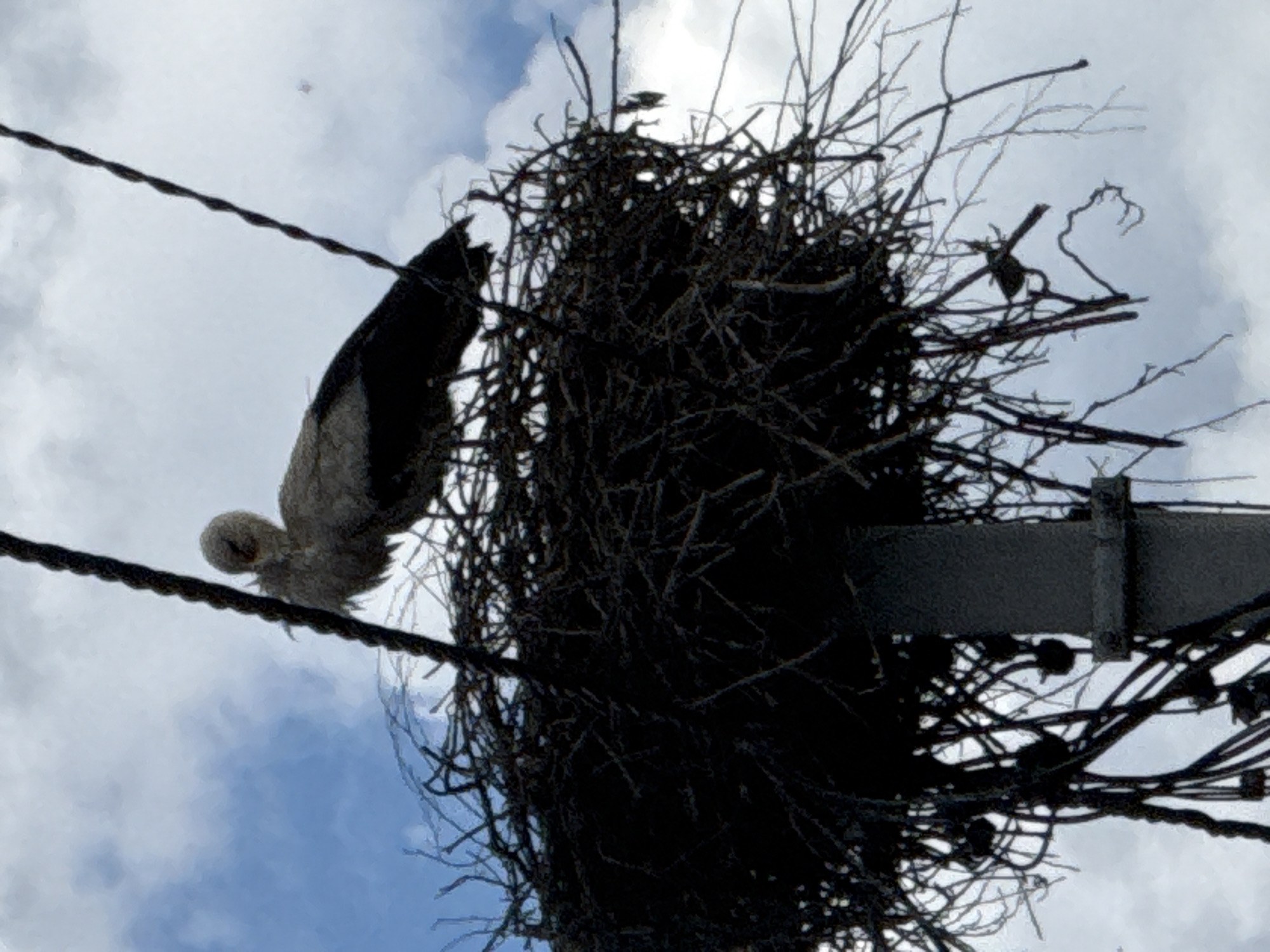 A large bird nest sits atop a utility pole in Лабжанскі сельскі Савет, Belarus. A young stork perches precariously on a power line adjacent to the nest. The sky is overcast with patchy blue. The wires and pole are heavily weathered.