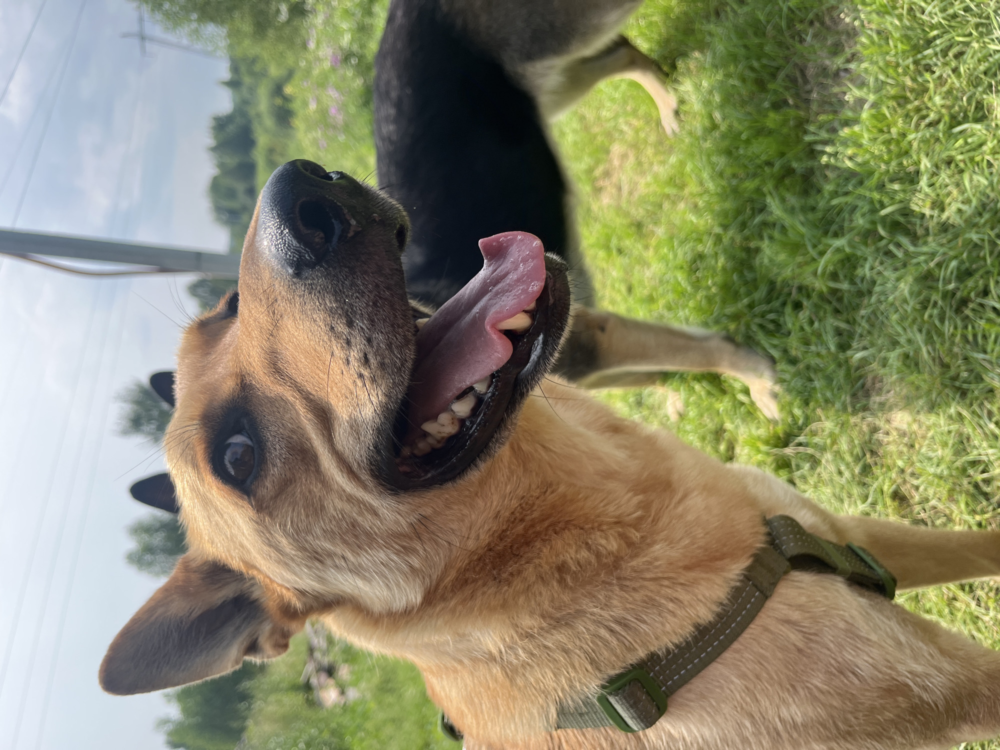 A close-up shot captures a tan dog with its mouth open, tongue out, and teeth visible. The dog is wearing a dark green harness. In the background, another dog, mostly black with tan markings, stands in a grassy field. The environment appears to be a natural outdoor setting, possibly a park or field, with trees and a cloudy sky. The image does not provide any specific landmarks or details that would indicate it is located in Nizhny Tagil, Russia.