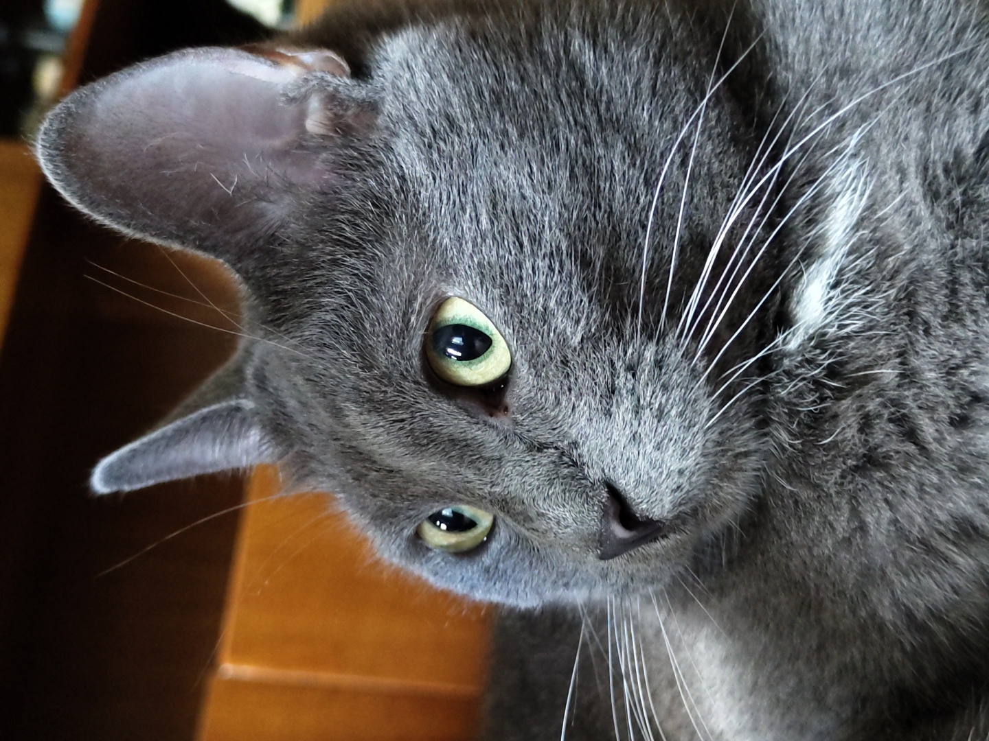 A close-up, medium shot shows the head and chest of a gray cat. The cat is looking to the left of the frame with its green eyes wide open. Its ears are pointed upwards. The cat's fur is short and dense. The background is blurred and shows wooden furniture. The image is taken from a slightly low angle.