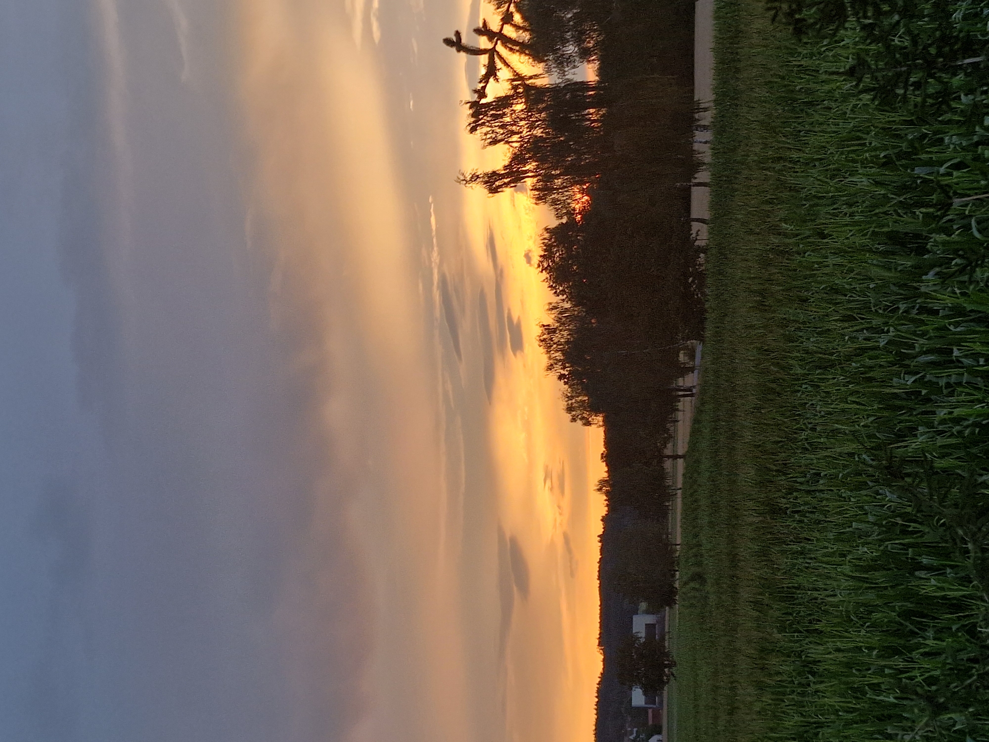 A field of tall green grass, likely corn, occupies the foreground of this image. The field extends into the middle ground, where it meets a line of dark green trees. Beyond the trees, a small collection of buildings with white facades can be seen, nestled against a gentle slope covered in more trees. The background is dominated by a dramatic sunset sky, with hues of orange and yellow dominating the lower half and transitioning into shades of gray and purple in the upper half. Wispy clouds are scattered across the sky. The scene appears to be a rural landscape, likely on the outskirts of a town or village, consistent with the location of Lipí, Czechia. No people are visible in the image.