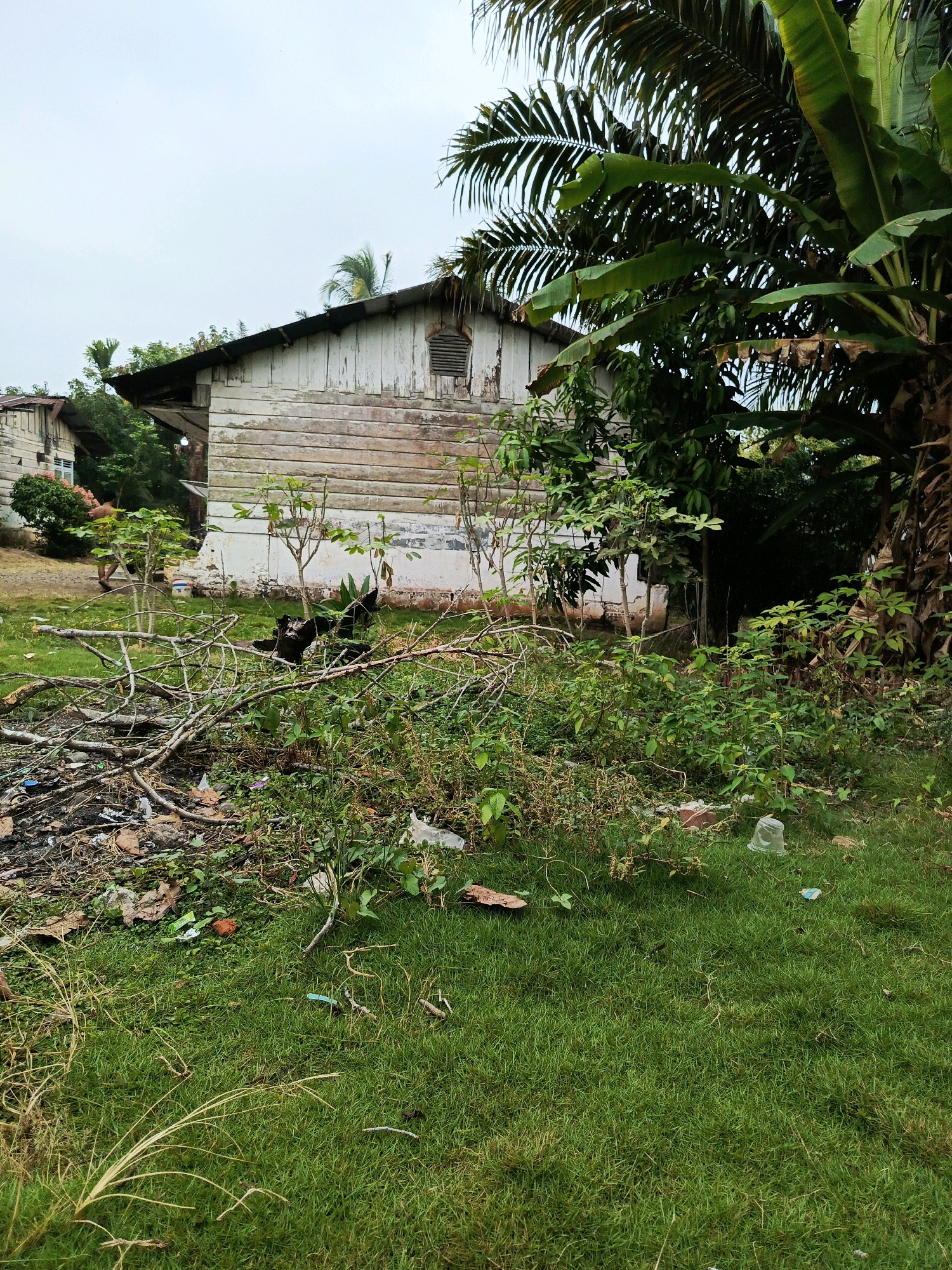 In the foreground of the image, a patch of green grass is visible, with scattered dry twigs and debris. A pile of branches and refuse is located to the left. Behind this, a weathered wooden building stands, with faded white paint. A small, louvered window is present on the side of the building. Lush green foliage and trees, including what appears to be a palm tree, surround the structure. A person is seen walking in the background, towards the left side of the frame. The sky is overcast. The scene depicts a rural or semi-rural setting in Megang Sakti II, Indonesia, characterized by natural vegetation and a simple dwelling, with evidence of debris.