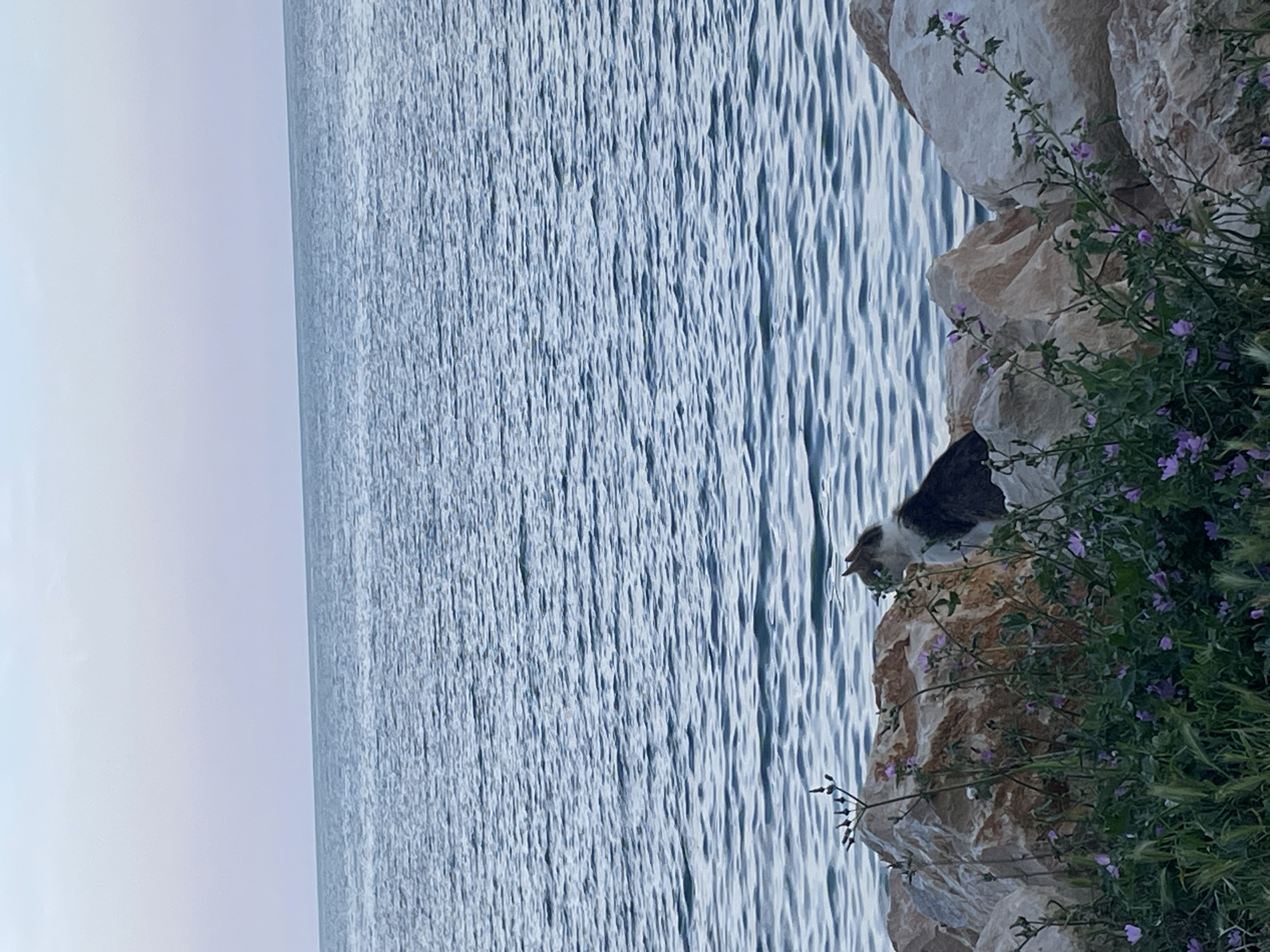 The image depicts a tranquil coastal scene in Varna, Bulgaria, under soft, diffused lighting suggestive of either dawn or dusk. The upper portion of the frame features a pale, light blue sky with a subtle hint of lavender, meeting a level horizon. Below the horizon, a calm body of water extends, exhibiting a light blue-grey hue with discernible small ripples across its surface. The foreground consists of a rocky embankment or shore, comprising large, irregularly shaped boulders in shades of cream, beige, and light brown. Amidst these rocks and closer to the viewer, a dense growth of green foliage is present, dotted with small purple flowers. A multi-colored cat, displaying patches of white, dark brown or black, and possibly light brown or orange fur, is situated on the right side of the foreground, nestled among the rocks and plants. The cat is shown in profile, facing right and looking attentively towards the expansive sea, with its head slightly elevated. There are no human subjects visible.