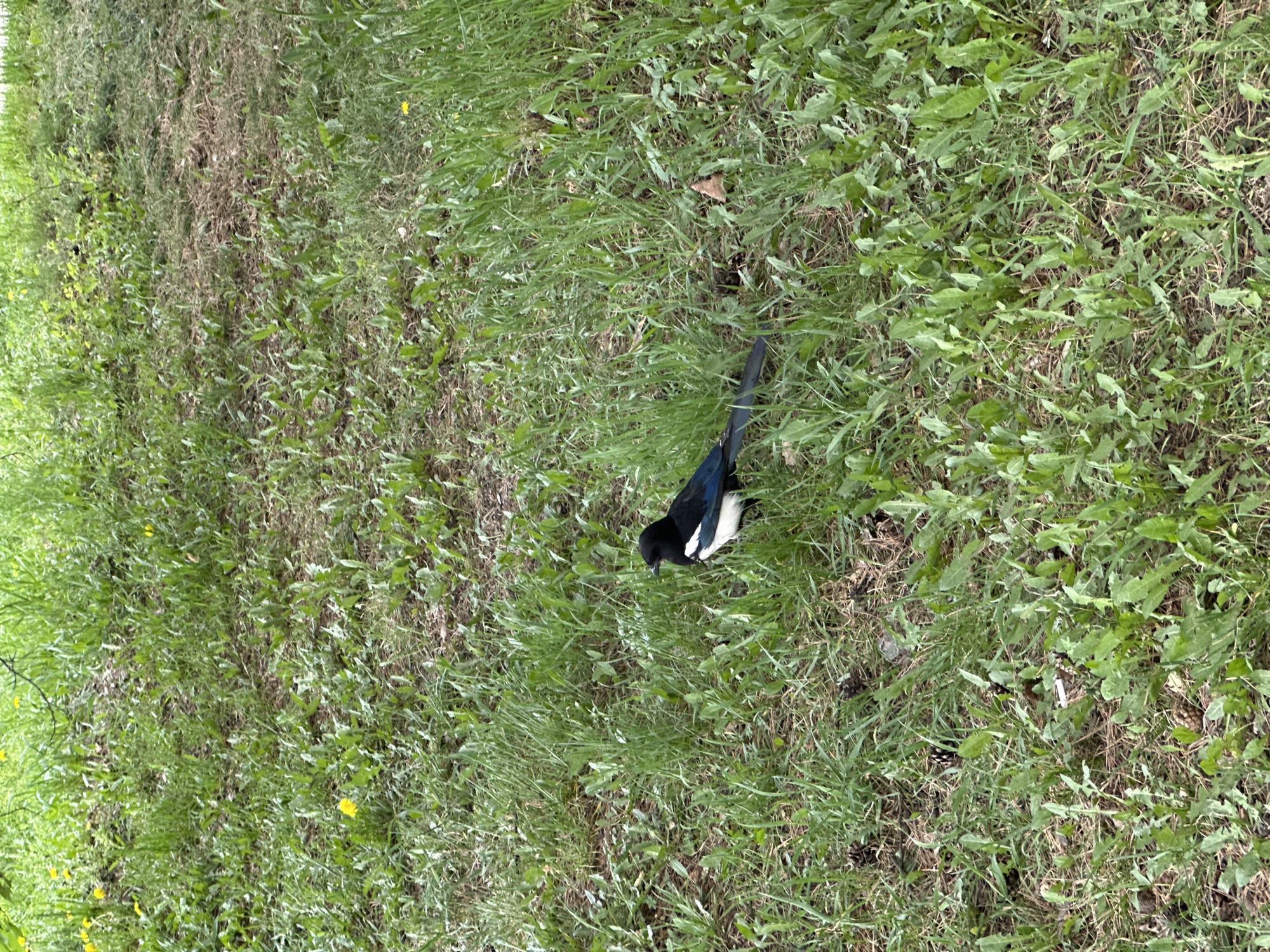 A Eurasian magpie is standing in grass. The scene appears to be outdoors, and the magpie is on a grassy surface. There is no additional information provided to indicate this image's location in Khabarovsk, Russia.
