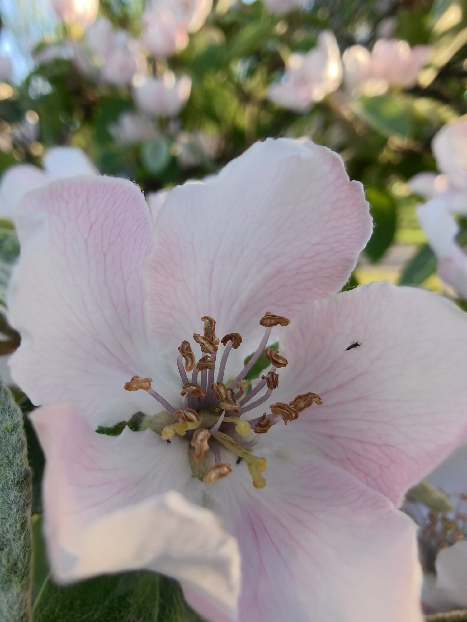 A close-up shot shows a pink and white flower with a cluster of brown stamens in the center and a tiny black insect on one of the petals. The flower is in focus, with a background of blurred green leaves and other similarly colored flowers. The image has a shallow depth of field, emphasizing the main flower. There is no information available to determine if this image was taken in Kryvyi Rih, Ukraine.