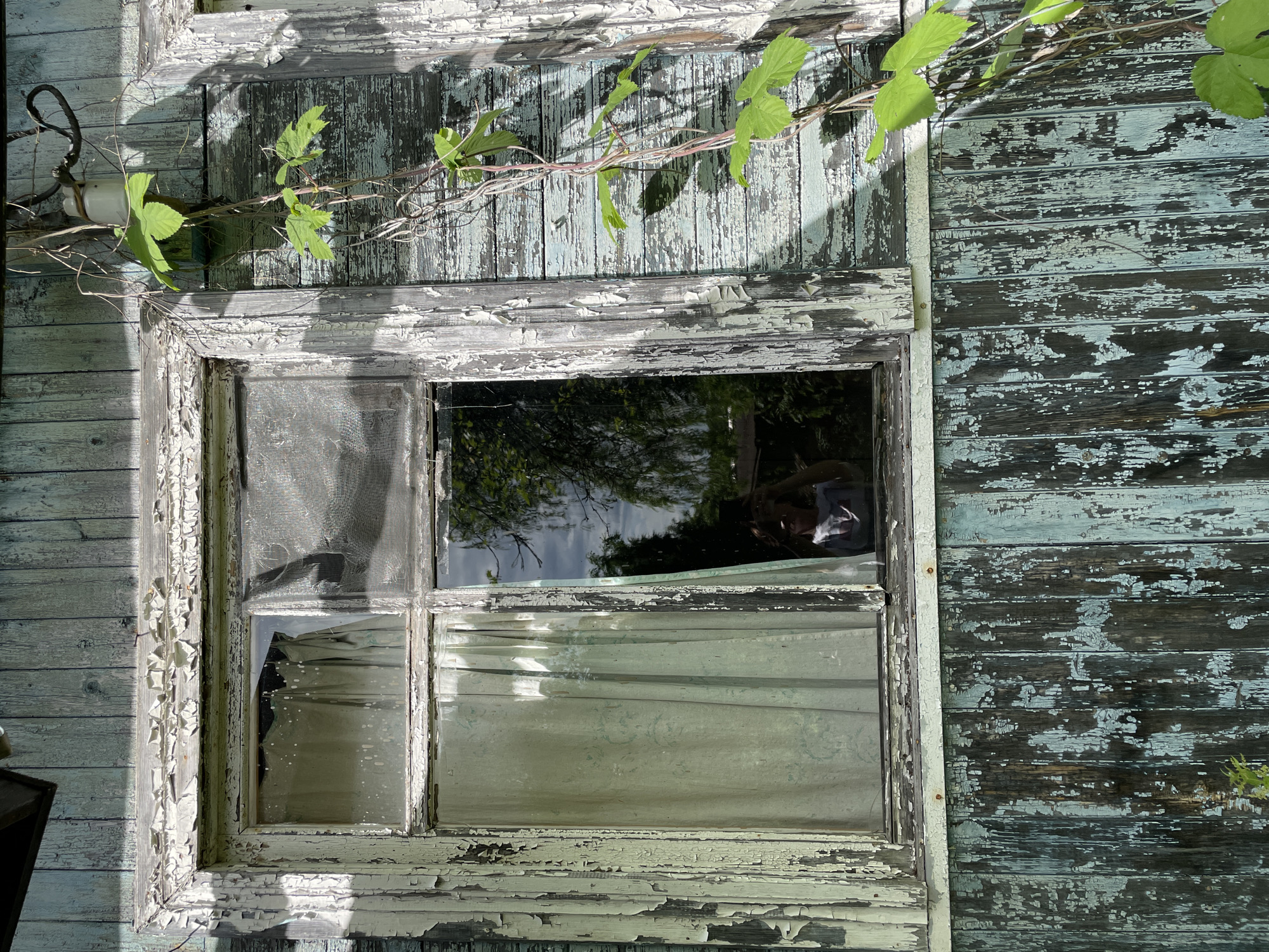 The image shows a close-up view of an old, weathered wooden wall with a window. The wall is made of horizontal wooden planks painted a pale blue, with significant peeling and wear, revealing dark wood underneath. A vine with green leaves is growing across the top of the wall and over the window frame.
The window is divided into four panes by wooden mullions. The glass in the top left pane is intact but covered with a torn, translucent screen. The top right pane is clear, reflecting the sky and trees, with a partial reflection of a person's face and shoulder visible. The bottom two panes are also clear, showing a light-colored, possibly sheer, curtain behind them, which is partially drawn and appears wrinkled. One of the bottom panes has a small crack in the glass. The window frame is also wooden and shows signs of wear and peeling paint, similar to the wall.
To the left of the window, a white ceramic electrical insulator is attached to the wall, with a dark, coiled wire connected to it. The overall impression is one of neglect and age, suggesting an abandoned or disused structure. The lighting indicates it is daytime, with sunlight casting shadows on the wall, particularly around the window frame and the vine. The weather appears to be fair, allowing for the vine to grow. There is no visible text in the image.