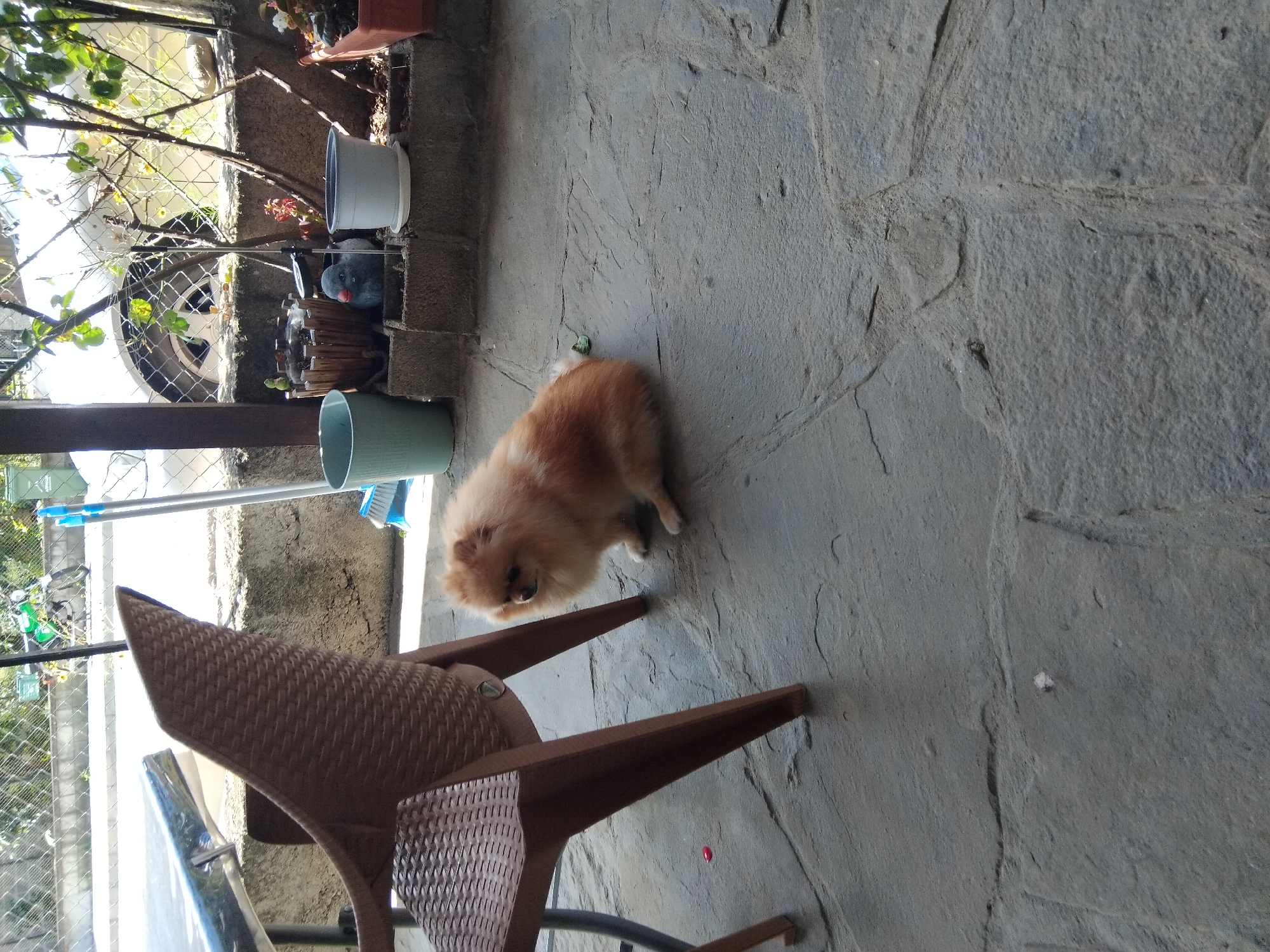 The photograph captures an outdoor scene on a paved area, likely a patio or courtyard, in Apriltsi, Bulgaria. In the foreground, a small, fluffy Pomeranian dog with light brown fur sits on the stone ground. The dog is facing to the left of the frame, with its head turned slightly to the right. Adjacent to the dog is the base of a brown plastic chair with a woven texture, its legs firmly planted on the ground. To the left of the chair, a small red object, possibly a piece of debris or a fallen petal, lies on the pavement.
In the mid-ground, a concrete retaining wall runs horizontally across the image. Behind the wall, various objects are visible. To the left, a pale green plastic bucket stands near a broom with blue bristles. Further to the right, there are several planters and pots. One wooden planter contains dark soil, and next to it is a gray decorative object resembling a bird or pigeon with a red beak. Beside that, a light gray plastic pot sits on a saucer, and a terracotta-colored planter is visible on the far right.
The background reveals elements of the surrounding environment. A chain-link fence separates the immediate area from a road or pathway. A white car is partially visible behind the fence, with its wheel and fender showing. Green foliage from trees and bushes is also present, casting shadows. A motorcycle with a green frame is parked in the distance near the fence. The overall lighting suggests it is daytime, with sunlight illuminating parts of the scene. The ground appears to be made of large, irregular stone slabs, with visible grout lines and some wear.