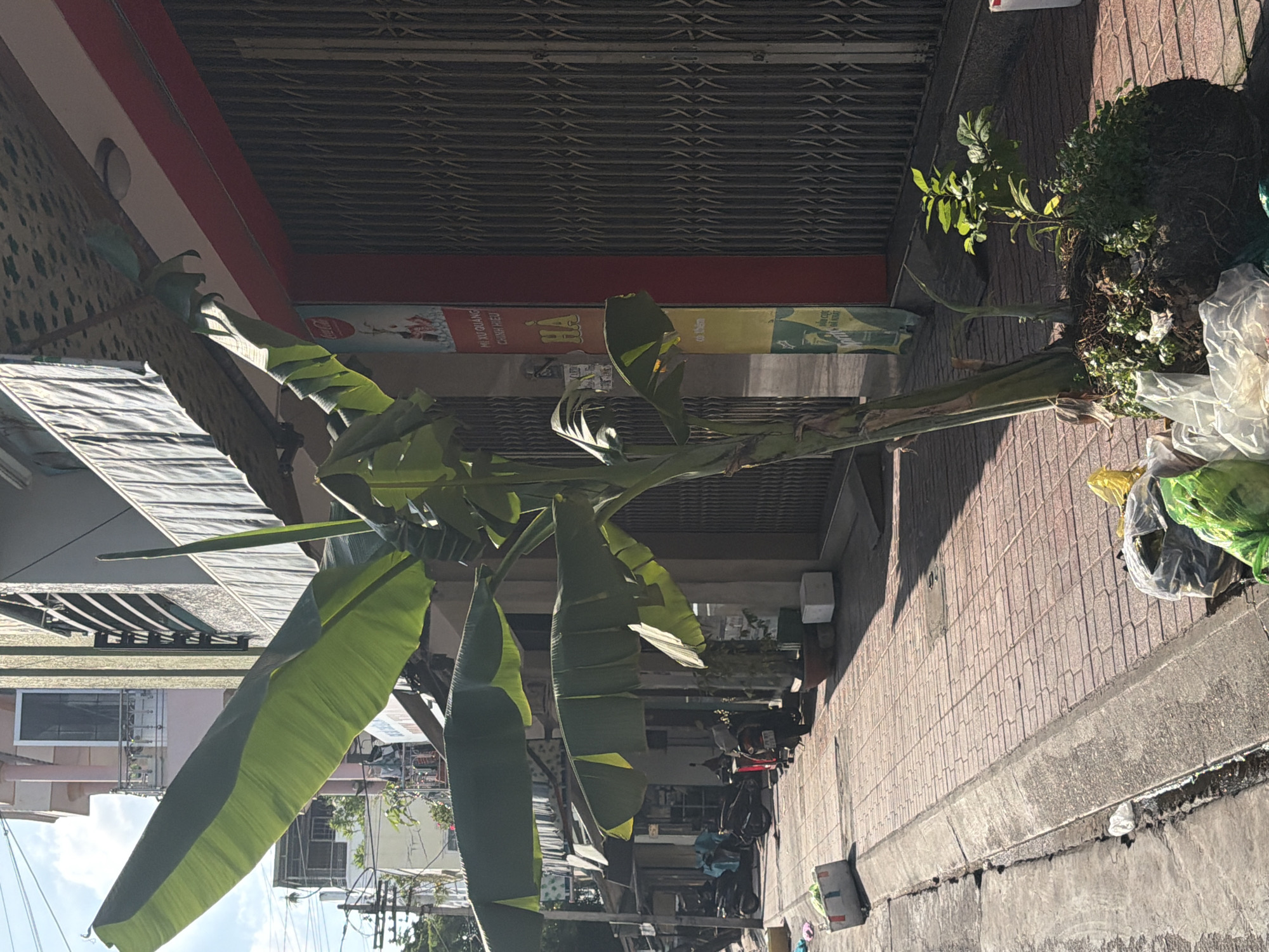 In Nha Trang Ward, Vietnam, a banana tree stands in a planter on a sidewalk. The tree has large green leaves and a thick trunk. The planter is surrounded by plastic bags, some filled with green leafy material. Behind the tree, a building with a red awning and metal shutters is visible. The sidewalk is paved with red bricks, and a curb separates it from the street. Several motorcycles are parked along the street. Trash is scattered along the curb. The sky is blue with some clouds.