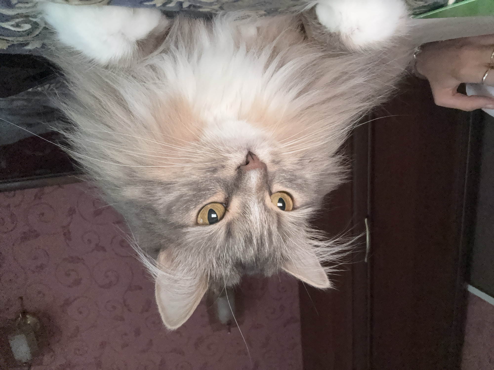 The image shows a long-haired cat, appearing to be a domestic shorthair breed, hanging upside down from an unseen surface. Its fur is a mix of grey, white, and hints of peach or tan, with a particularly fluffy mane around its face and chest. The cat has large, expressive yellow-green eyes that are wide open, looking directly at the camera with a curious or surprised expression. Its ears are pointed and alert, and long white whiskers fan out from its muzzle.
The background is divided into two distinct areas. To the left, a textured surface with a repeating pattern, possibly wallpaper, in shades of pink and burgundy, is visible. To the right, a dark, smooth surface, likely a wooden door or furniture, forms the backdrop. In the upper right corner, a human hand is partially visible, with fingers adorned with rings and a bracelet. The hand appears to be holding or interacting with a white object, though the full context is unclear.
The lighting suggests an indoor setting, possibly during the day given the light illuminating the cat's face. The overall scene is intimate and focused on the cat's unusual pose and engaging gaze. The image seems to capture a spontaneous moment, highlighting the cat's playful or inquisitive nature. No visible text is present in the image.