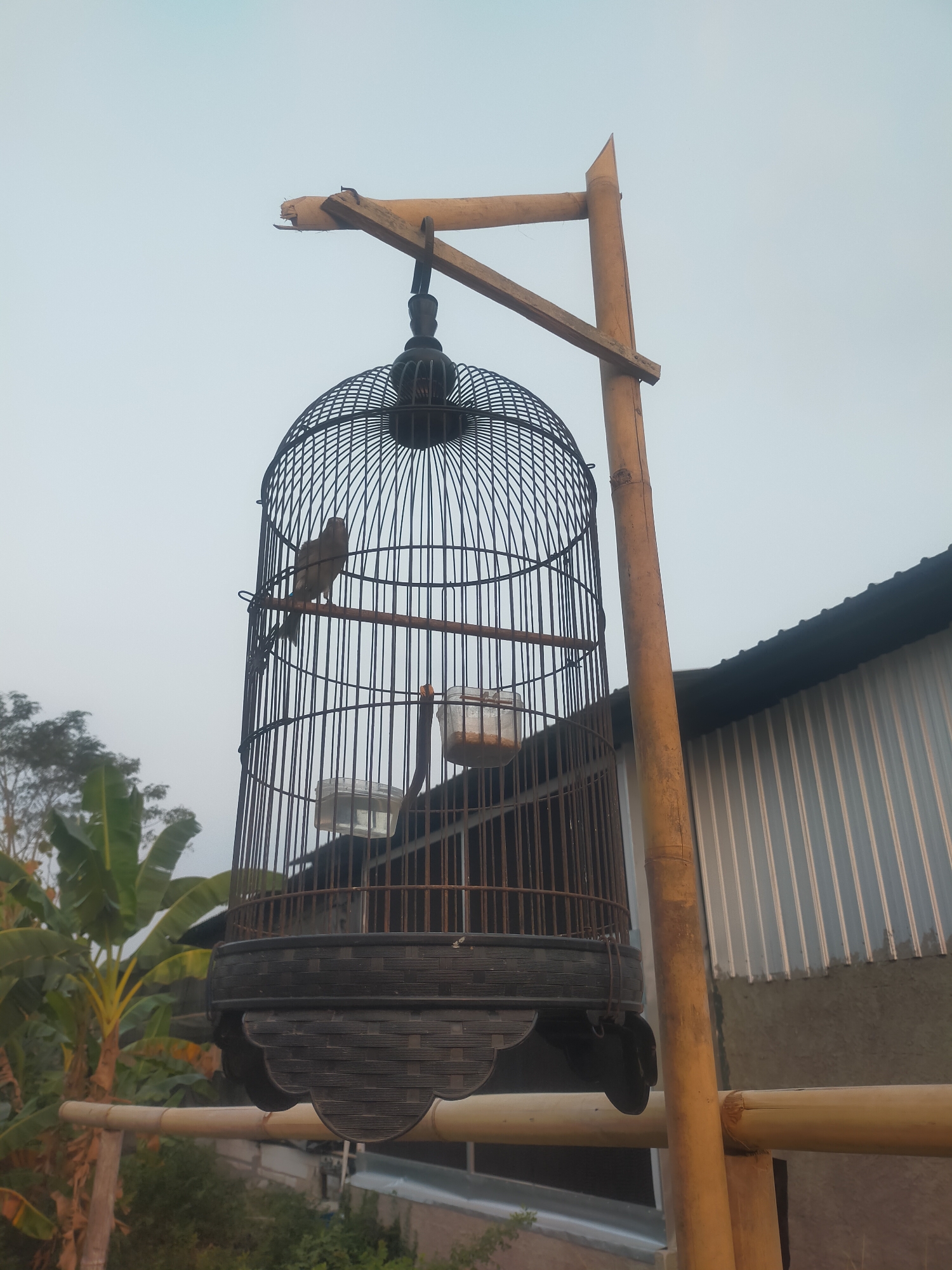 A birdcage made of dark wire and a patterned black base is hanging from a wooden support made of bamboo. A small brown bird is perched inside the cage on a wooden dowel. Two small plastic containers, one appearing to hold food and the other water, are also visible within the cage. The birdcage is suspended from a bamboo frame, which is secured to a larger vertical bamboo pole. In the background, a corrugated metal building with a dark roof is visible, along with some greenery including banana trees. The scene appears to be outdoors, with a pale sky. The location is identified as Dukuhwaru, Indonesia.