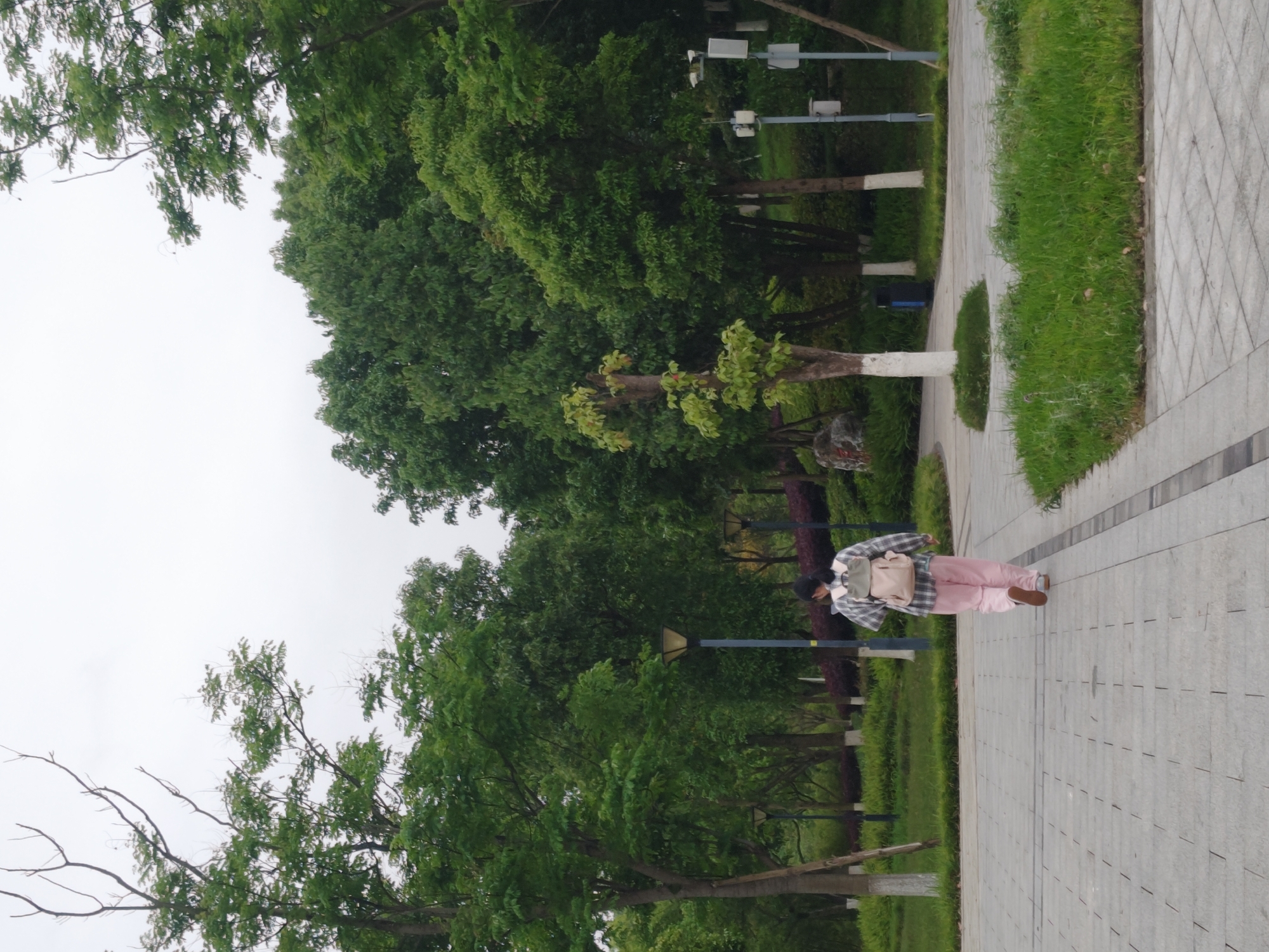 This image captures a person walking along a paved pathway in a green, park-like environment, likely within the Chongqing High-tech Zone, China.
The main subject is a person, seen from behind, walking away from the viewer on a light grey paved path. The person is wearing a grey and white plaid long-sleeved shirt, light pink trousers, and brown shoes, carrying a light-colored backpack. Their dark hair is visible.
The scene is dominated by lush green foliage. To the left of the path, there is a wide strip of well-maintained grass, and beyond that, numerous trees with dense green leaves fill the background. Some trees have lighter-colored bark, and others show newer, lighter green growth. Several dark-colored lampposts or streetlights are visible among the trees in the mid-ground and background, some featuring multiple light fixtures. The sky is overcast and appears bright white or light grey, suggesting either an overcast day or early morning/late afternoon light.
The paved pathway, constructed from square or rectangular light grey tiles, stretches into the distance. A narrower, lighter paved strip runs alongside the main path, separating it from the grassy areas. No visible text is present in the image. The overall atmosphere is tranquil and green, depicting a pleasant outdoor walking area.