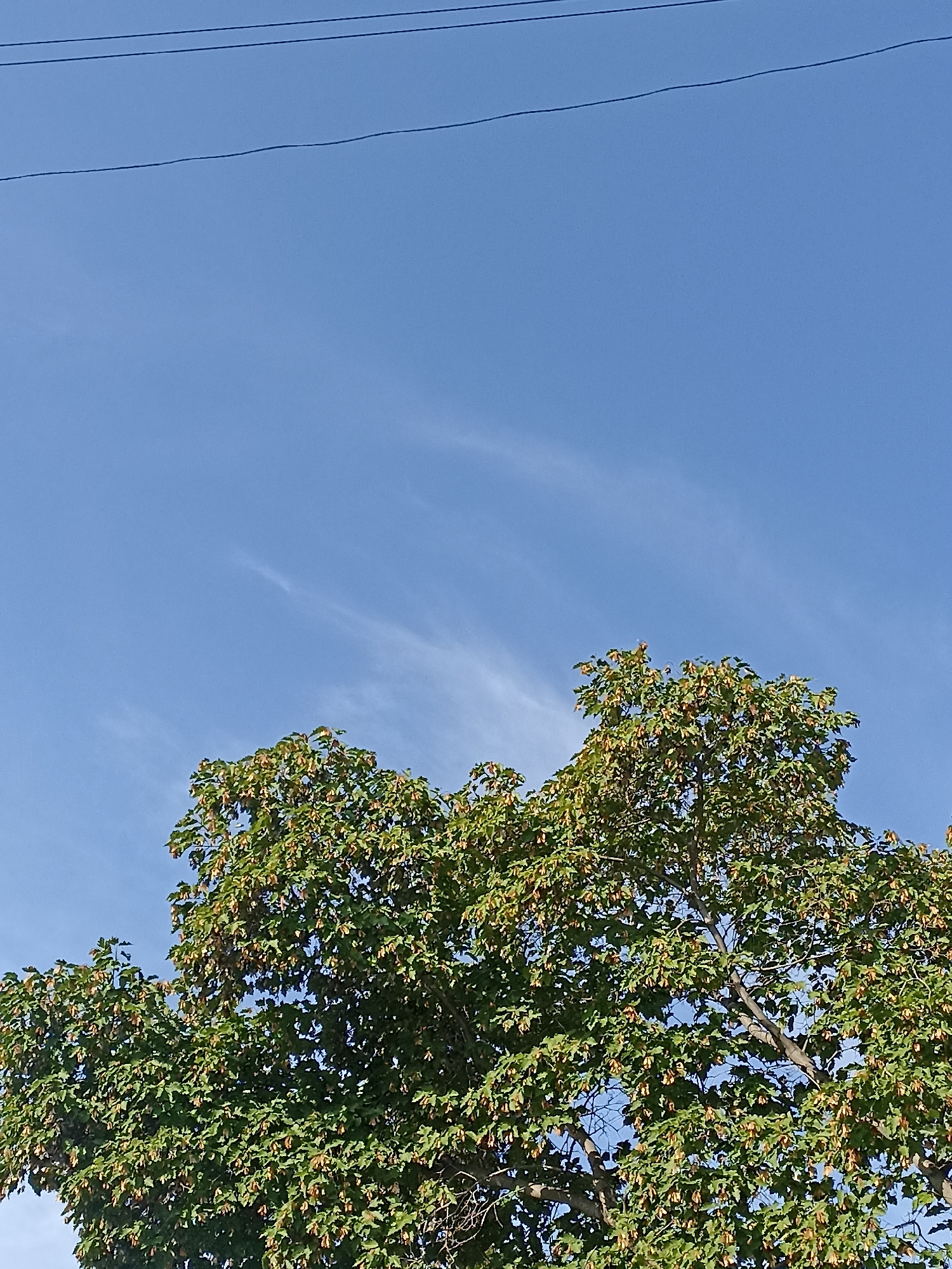 The image shows the tops of two deciduous trees, likely in a park or residential area, under a clear blue sky with a few wispy white clouds. Overhead, two parallel black wires are visible against the sky, suggesting the presence of power or communication lines. The trees are full of green leaves, and many brown, winged seeds (samaras) are visible amongst the foliage, indicating it is likely late summer or early autumn. The branches are thick and spread out, creating a dense canopy. There are no people or animals visible in the image. The lighting suggests it is daytime, with sunlight filtering through the leaves. Given the description of a clear blue sky and mature trees with samaras, it is plausible this scene could be found in a city like Novosibirsk, Russia, during the transitional seasons.