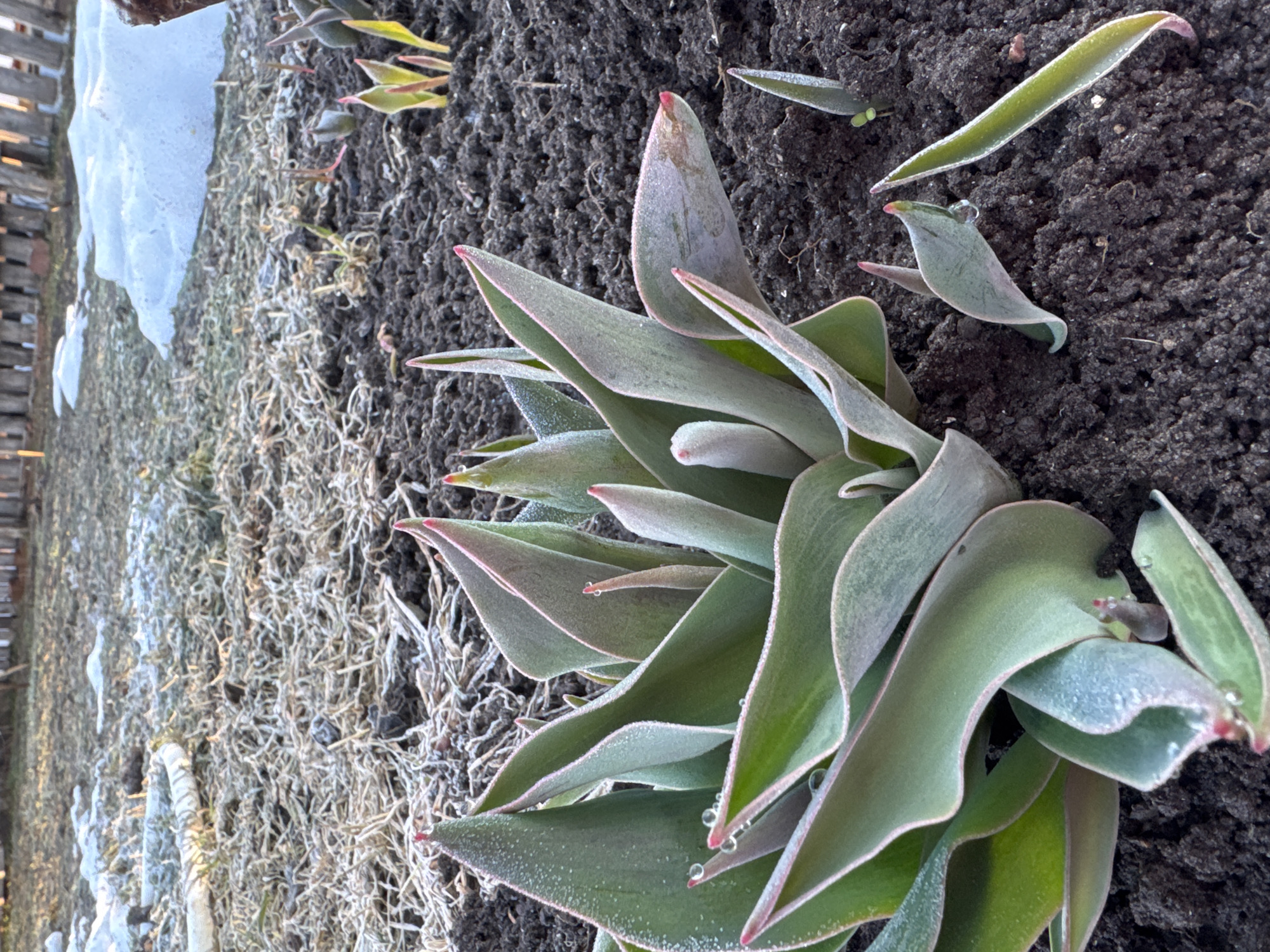 The image depicts a garden bed in what appears to be early spring, likely in a residential area. A cluster of young tulip plants with green and grey-tinged leaves, edged with pinkish-red, are the central focus. Some leaves have small water droplets. The plants emerge from dark, damp soil. Adjacent to the plants is a patch of dry, frosted grass and dead foliage, with a melting snowbank visible on the left, near a wooden fence. The photograph is taken at ground level, creating a slightly disorienting perspective. The exact location within Chaikovsky, Russia, is indeterminable without further information. There are no people in the image.