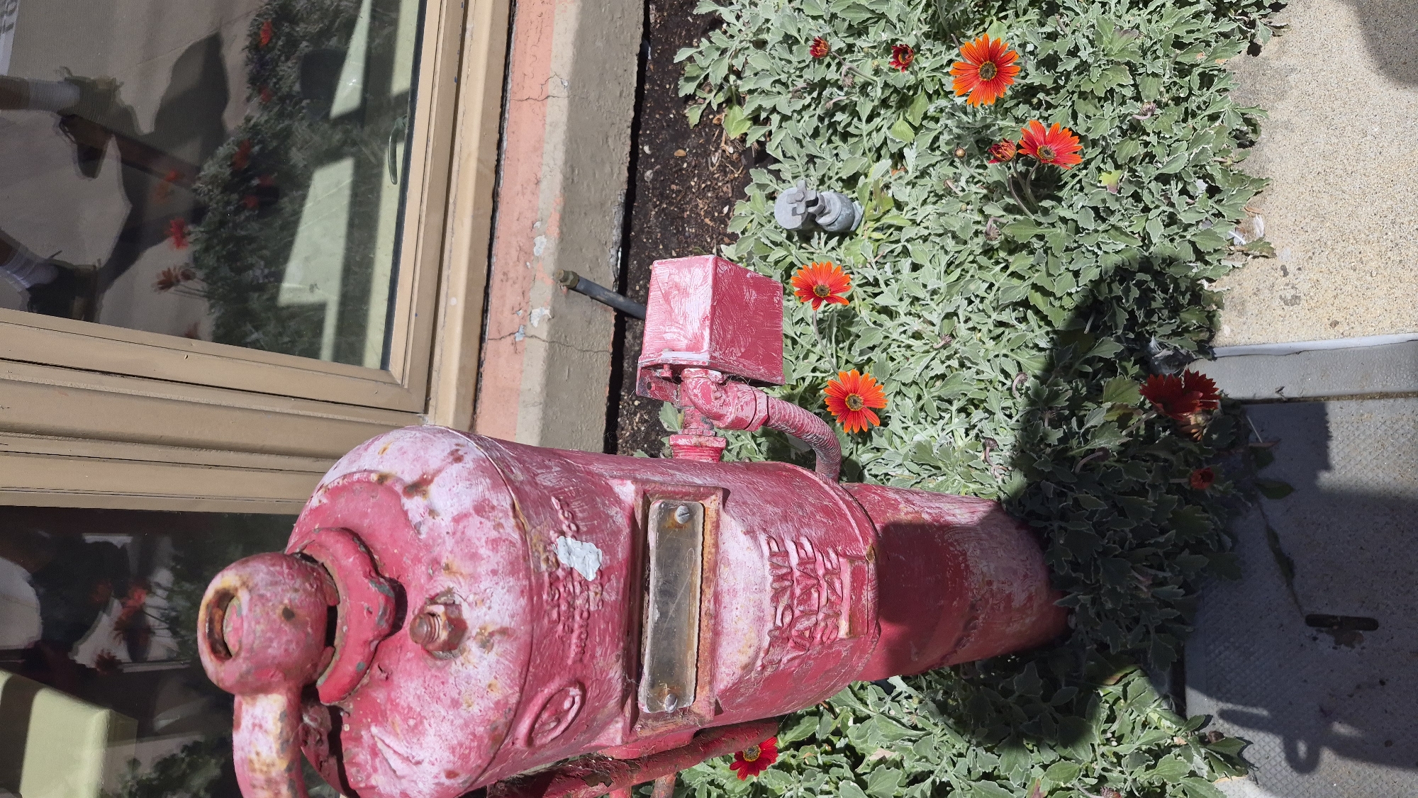 A weathered, red fire hydrant stands prominently in the foreground, its paint chipped and showing signs of rust. It is situated amidst a bed of low-lying, silvery-green foliage with scattered bright orange and red daisy-like flowers. To the left and rear of the fire hydrant, a section of a building with a cream-colored wall and a tan window frame is visible. The window reflects the environment outside, including the shadowy image of a person wearing white socks and dark shoes, casting a long shadow. The ground around the hydrant appears to be a mixture of dirt, gravel, and a grey concrete slab. The overall scene suggests an outdoor urban or suburban setting, likely during daylight hours. The specific location in Monterey, United States of America cannot be determined from the visual information provided.