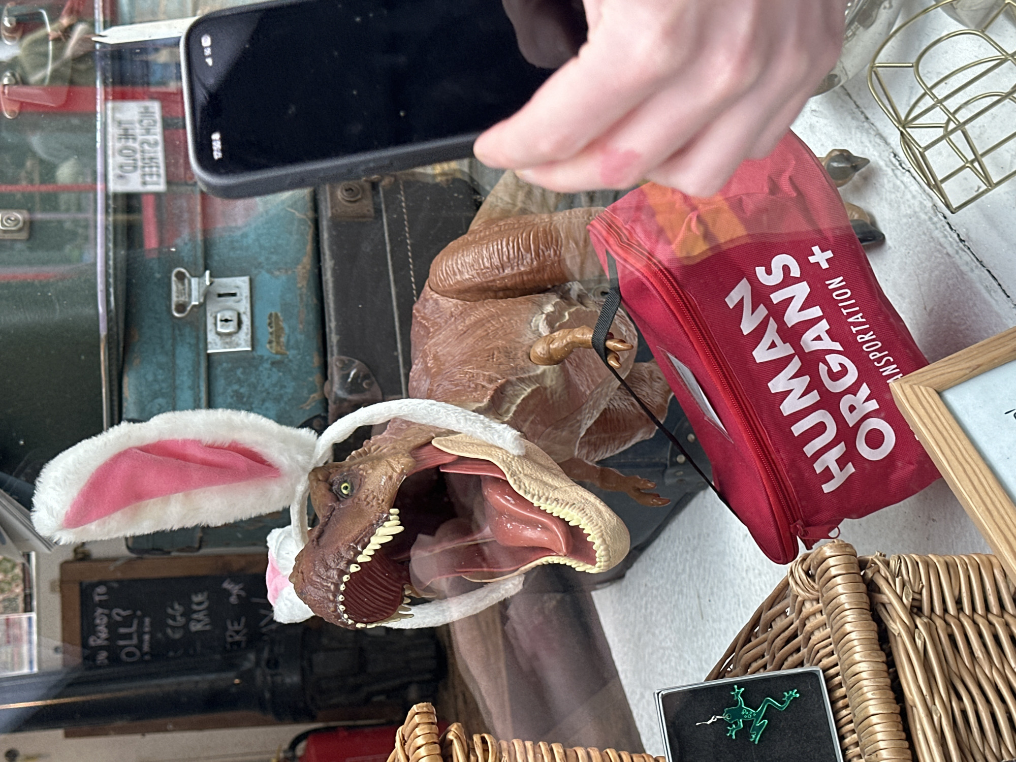 This image shows a variety of objects on a reflective surface, possibly a glass tabletop, suggesting a display or collection of items. The objects include a Tyrannosaurus Rex toy wearing bunny ears, a red bag labeled "HUMAN ORGANS," a wicker basket, a metal case with a green frog figurine inside, a mobile phone, and an old suitcase. There is a sign visible with text, "READY TO ROLL? EGG RACE HERE" and the words "THE O'D" and "HIGH STREET" on the glass above the suitcase. Considering the sign mentioning High Street and the presence of various items, it is likely that this display is located in a shop or business in the city of Folkestone and Hythe District, United Kingdom.