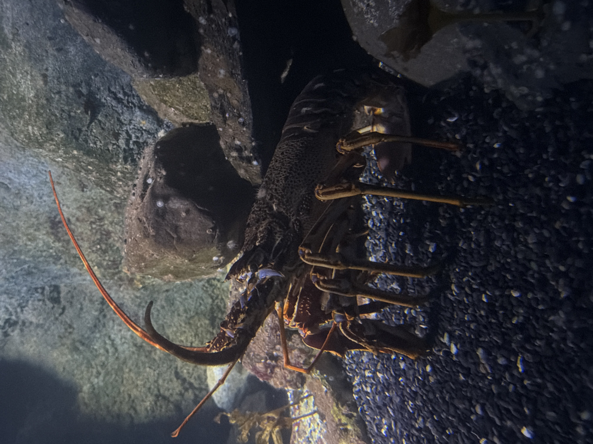 A lobster is situated amongst a cluster of rocks. The image appears to have been taken in an aquarium setting, with the environment simulating a natural underwater habitat. Specific location details in London, United Kingdom, are not discernible from the image.