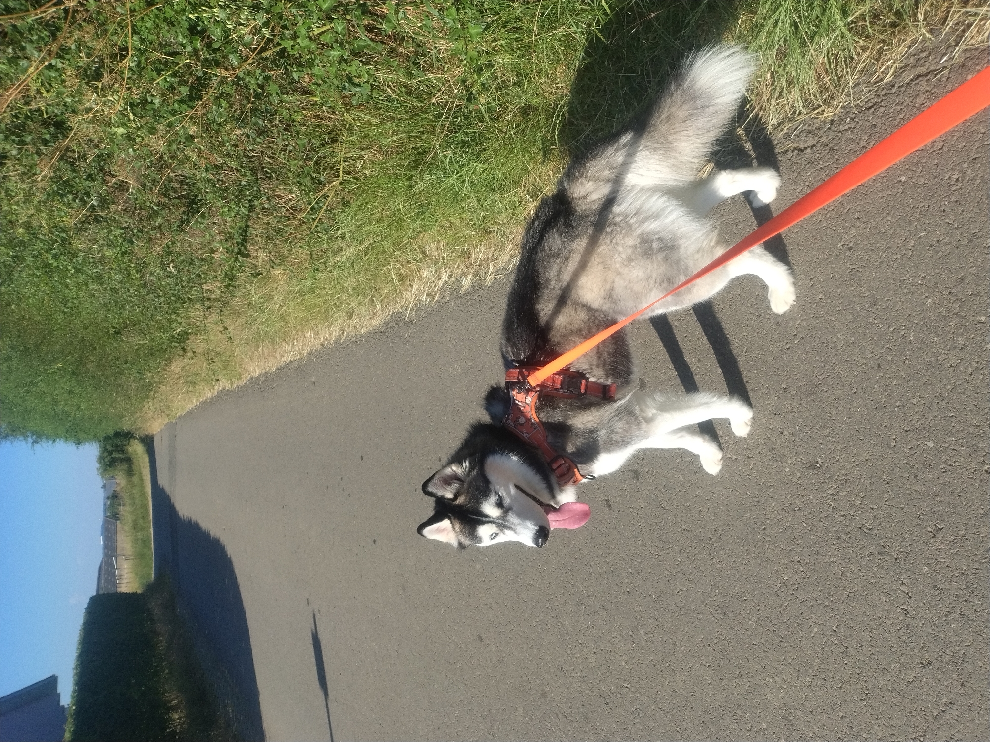 A Siberian Husky wearing an orange harness and leash stands on an asphalt road, facing left with its tongue out. The dog has black and white fur and blue eyes. The road is lined with tall green hedges on the right and a lower hedge on the left, with dry grass in between. The background shows a slight incline of the road, with more hedges and some distant buildings under a clear blue sky. The scene appears to be in a rural area, possibly on the outskirts of Crauthem, Luxembourg. The lighting suggests it is a sunny day.