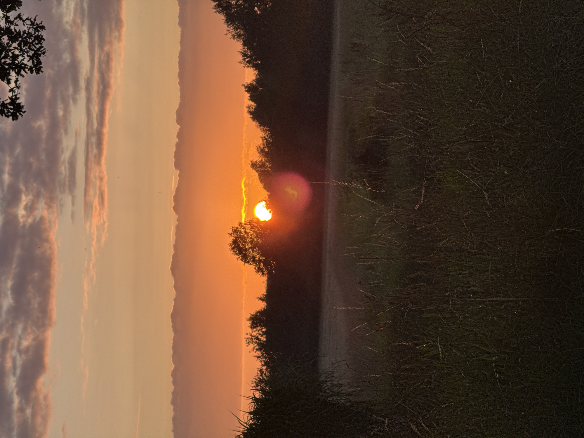 An image captured at dusk in Marum, Netherlands, displays a sunset over a rural landscape. The sky is dominated by warm hues of orange and pink, with scattered clouds tinged by the setting sun. Silhouetted against the vibrant sky is a line of trees forming the horizon. In the foreground, tall grass and foliage are visible, some catching the last rays of sunlight. A noticeable lens flare, appearing as a pinkish-red orb, is present in the middle right of the frame, indicating the presence of the sun. The overall scene suggests a peaceful evening in the countryside.