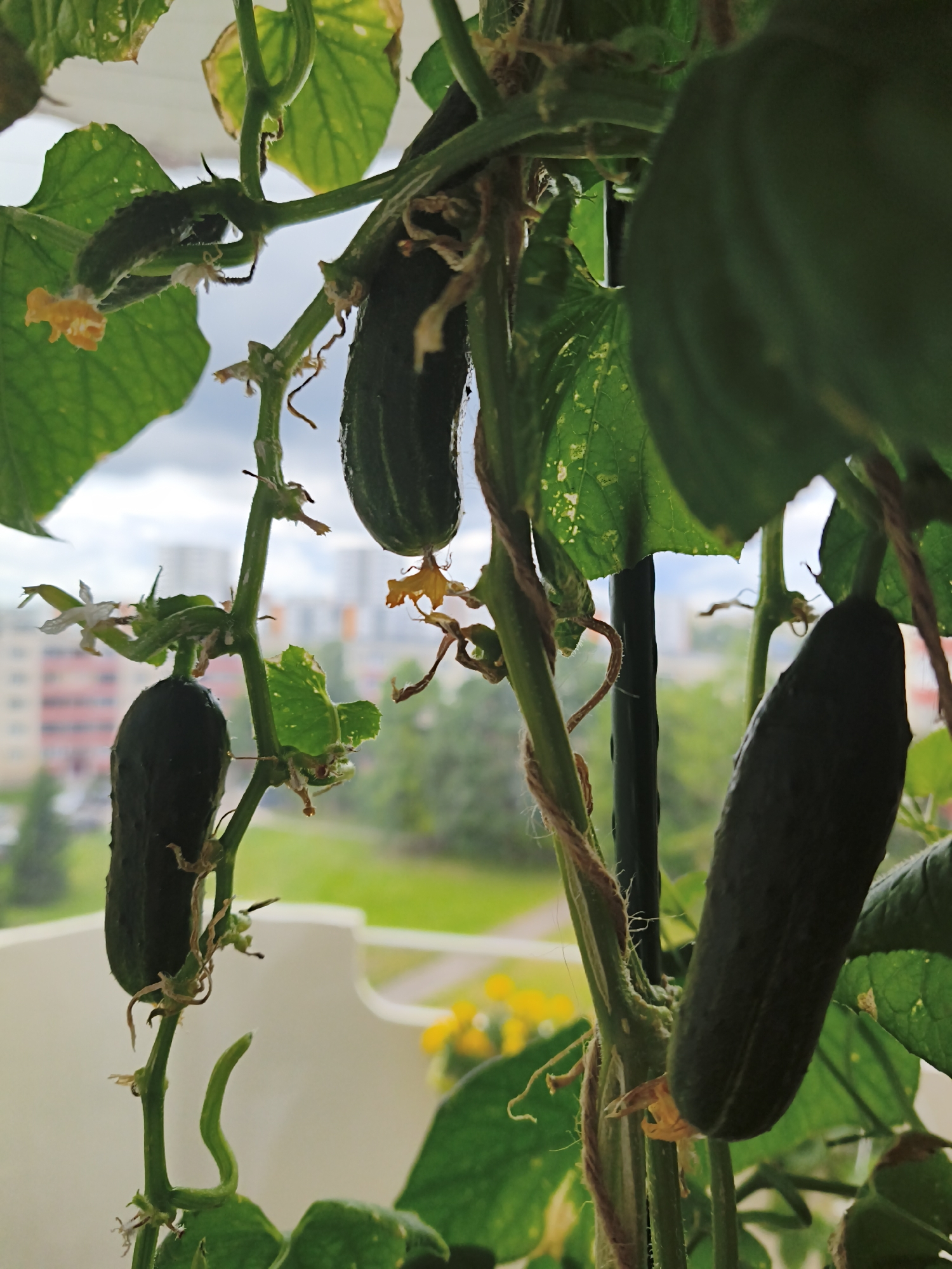 In a close-up, vertical shot, several immature cucumbers grow on a vine against a blurred cityscape background. The cucumbers are dark green and appear plump, with some still attached to yellow blossoms or withered remnants of flowers. The vine's stem is a vibrant green, intertwined with coarse brown twine, and supported by a dark stake. Large, dark green leaves, some with yellow splotches, surround the cucumbers. The background reveals a hazy view of buildings with red and white facades, green trees, and a gray sky with clouds. The scene is situated on a balcony or similar elevated outdoor space in Tallinn, Estonia, as indicated by the characteristic architecture and greenery.