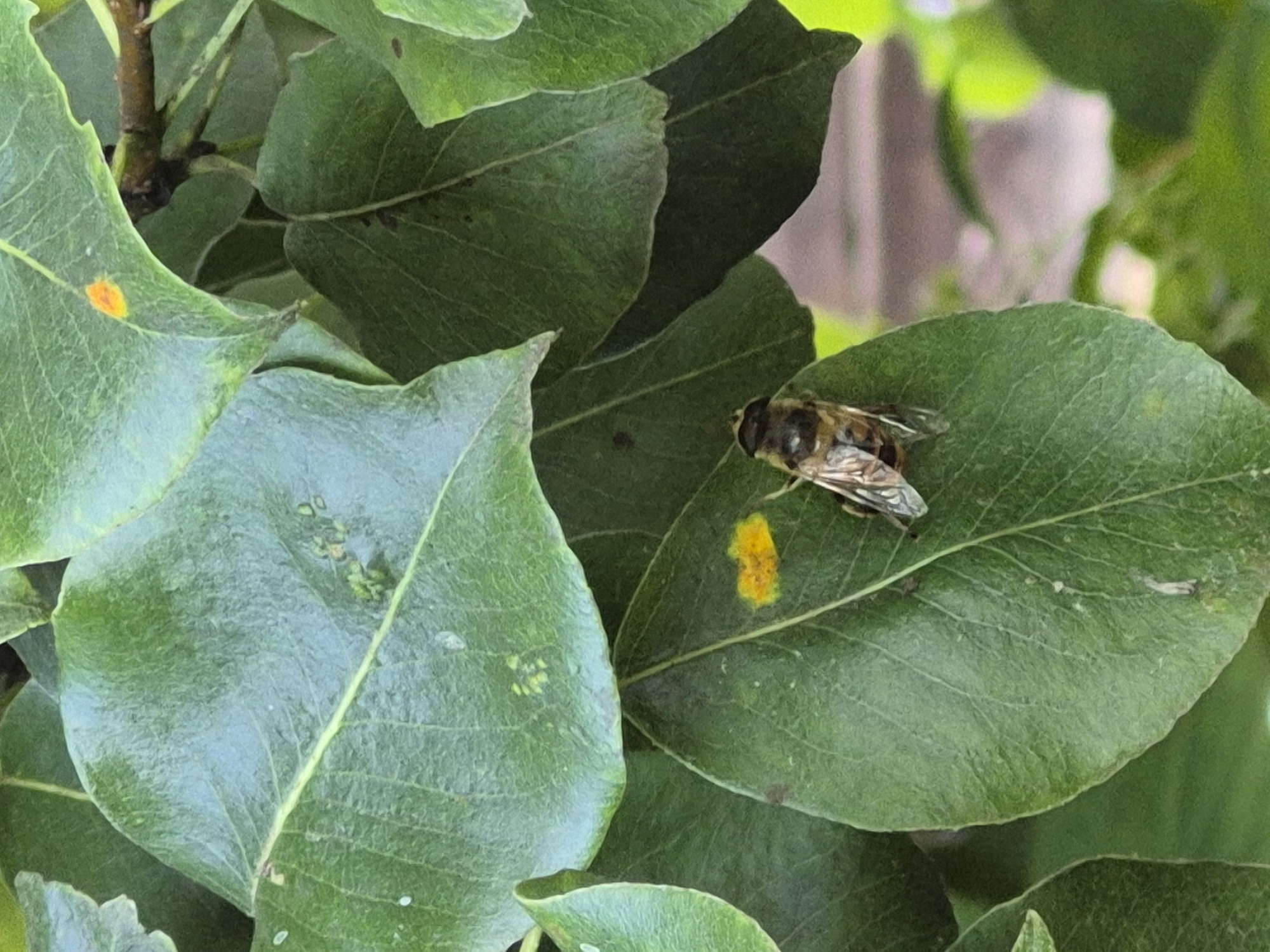 A close-up, eye-level shot captures a hoverfly resting on a green leaf, its body striped with black and yellow. The hoverfly is positioned on the right side of the leaf, facing downwards. To the left of the hoverfly on the same leaf, there is a small, irregularly shaped patch of yellow pollen. The leaf itself is broad and oval-shaped with visible veins, and its surface appears slightly textured. Other green leaves, some partially obscuring the main leaf, surround it. A branch with brown bark is visible in the upper right portion of the image. The background is softly blurred, showing hints of green foliage and possibly a pinkish-purple structure, suggesting an outdoor environment.